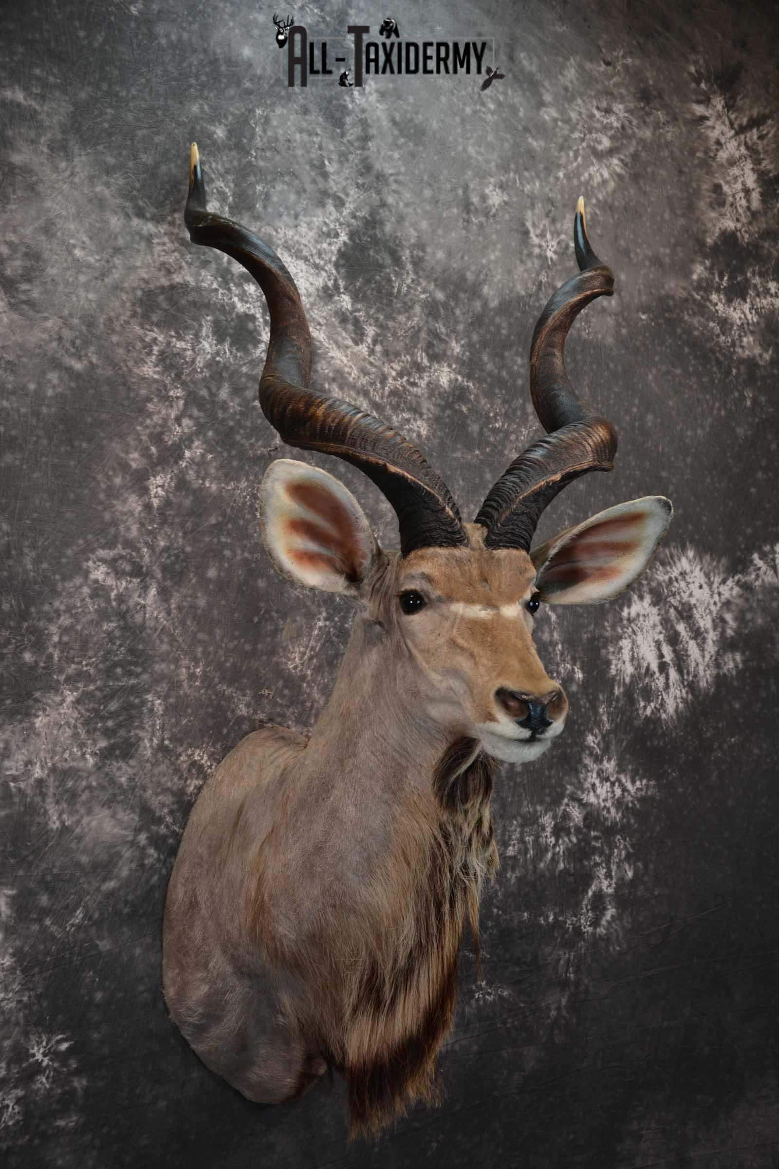 African Kudu Taxidermy Mount SKU 1581 - Image 6