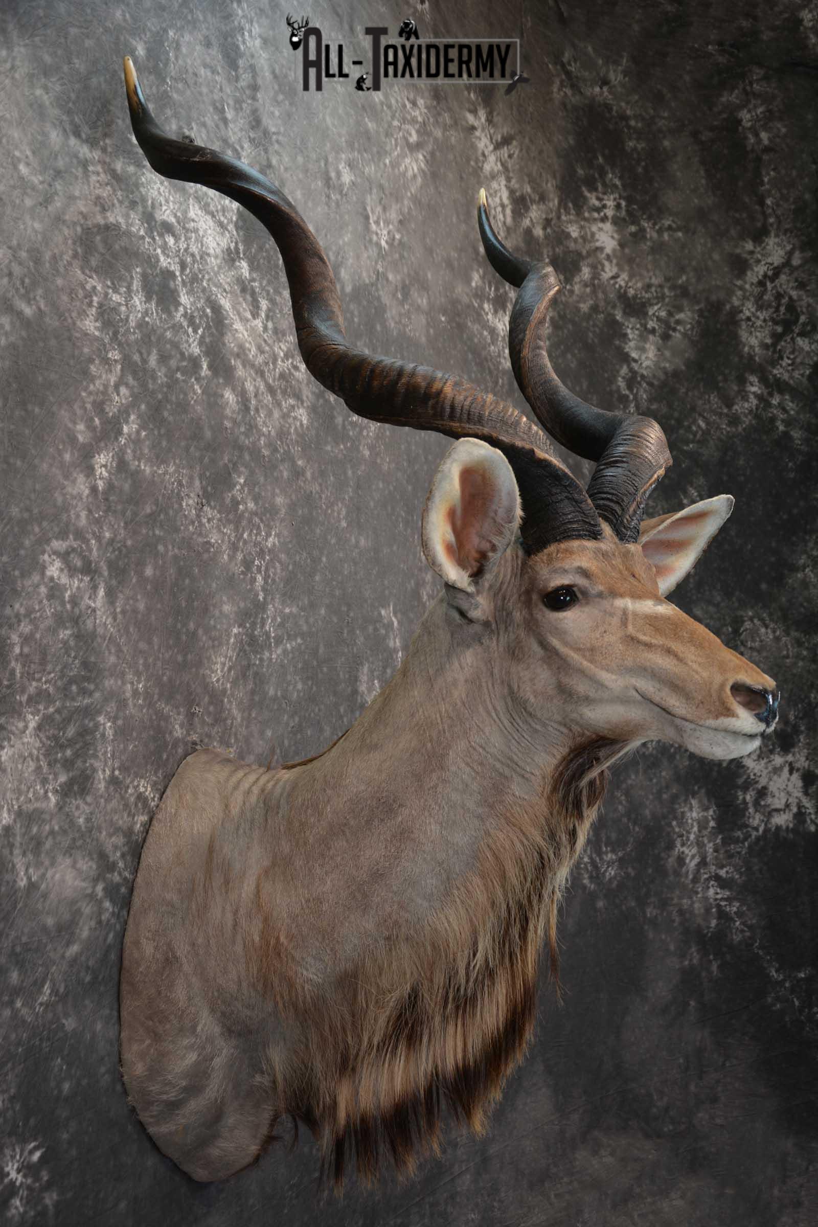 African Kudu Taxidermy Mount SKU 1581 - Image 5