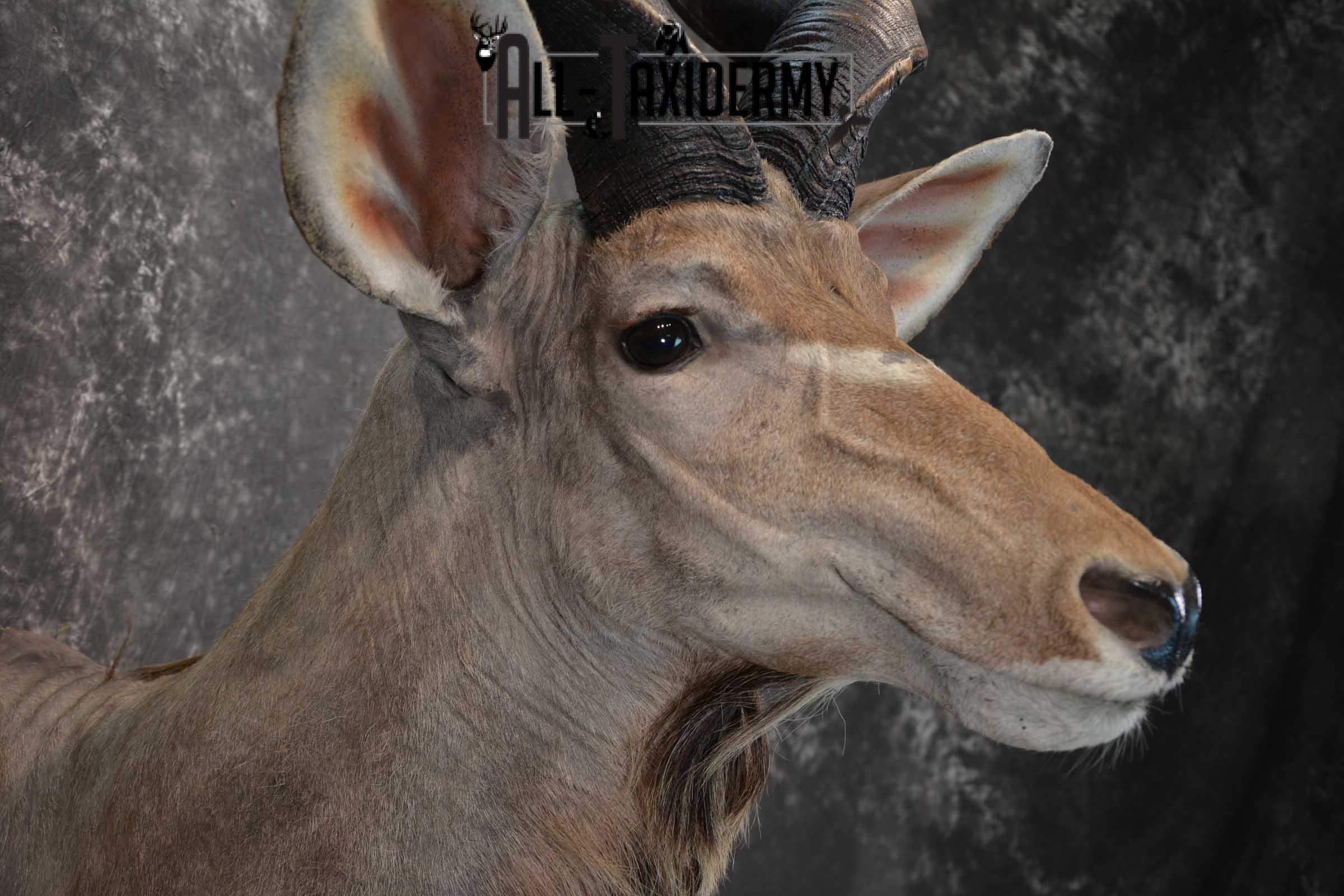 African Kudu Taxidermy Mount SKU 1581 - Image 4