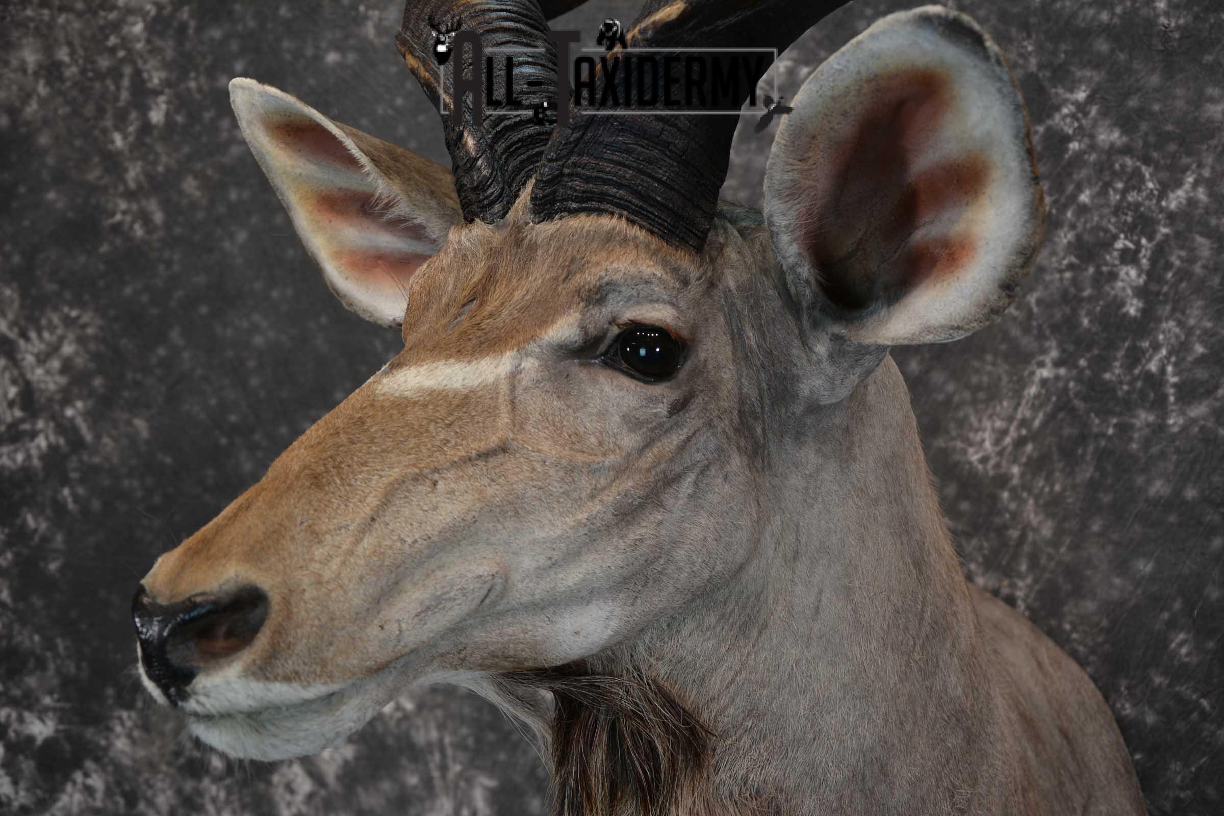 African Kudu Taxidermy Mount SKU 1581 - Image 3