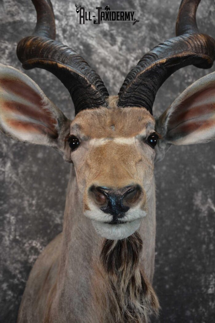 African Kudu Taxidermy Mount SKU 1581