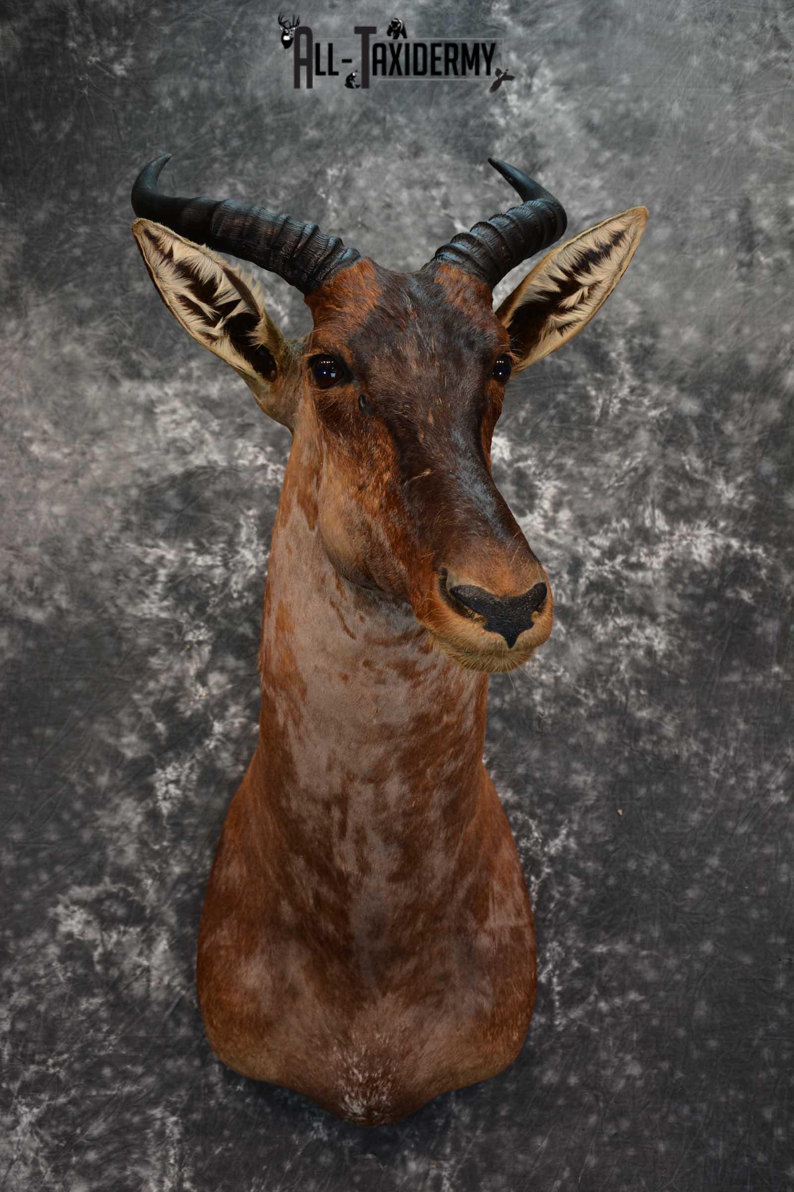 African Tsessebe Taxidermy Shoulder Mount SKU 1582