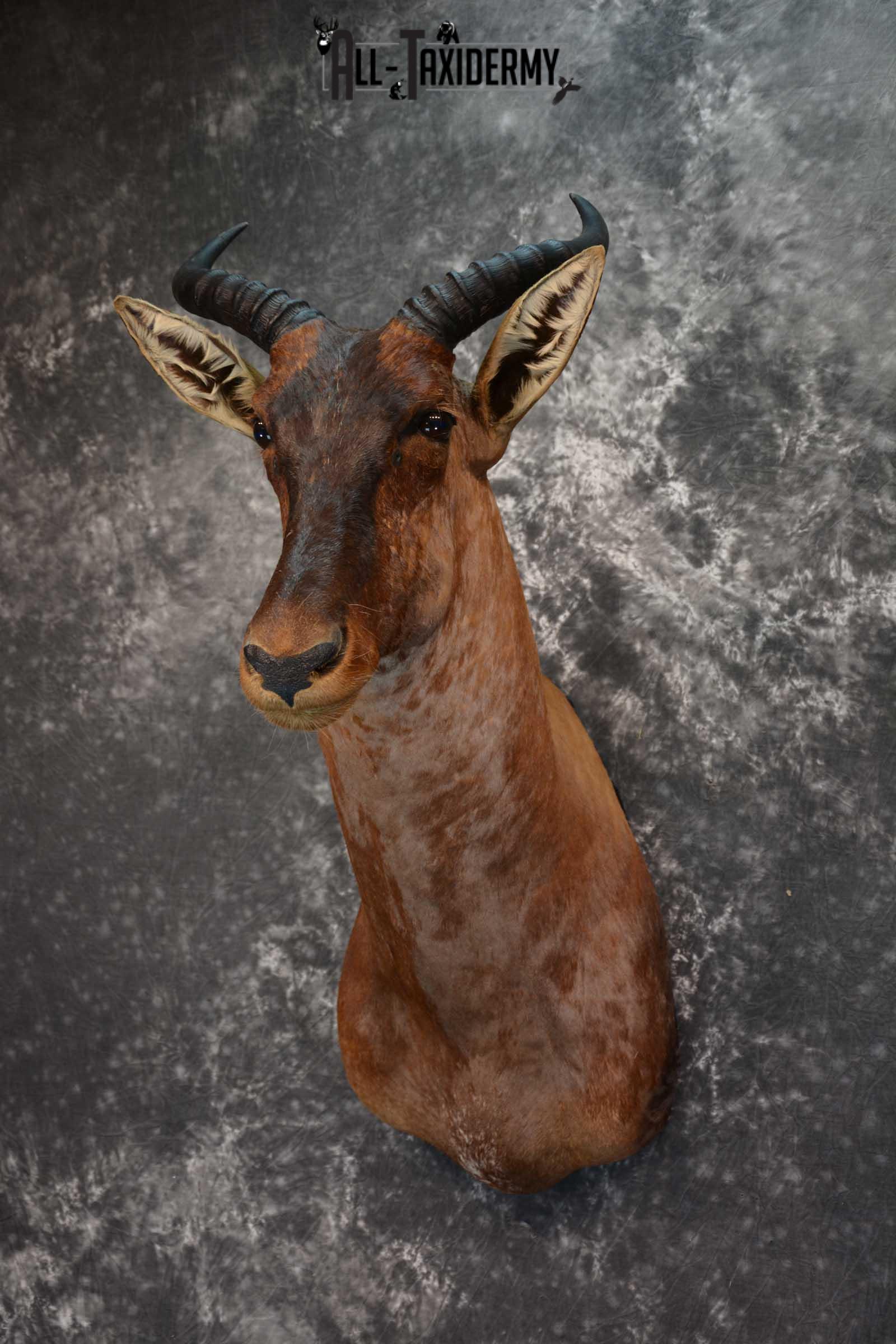 African Tsessebe Taxidermy Shoulder Mount SKU 1582 - Image 8