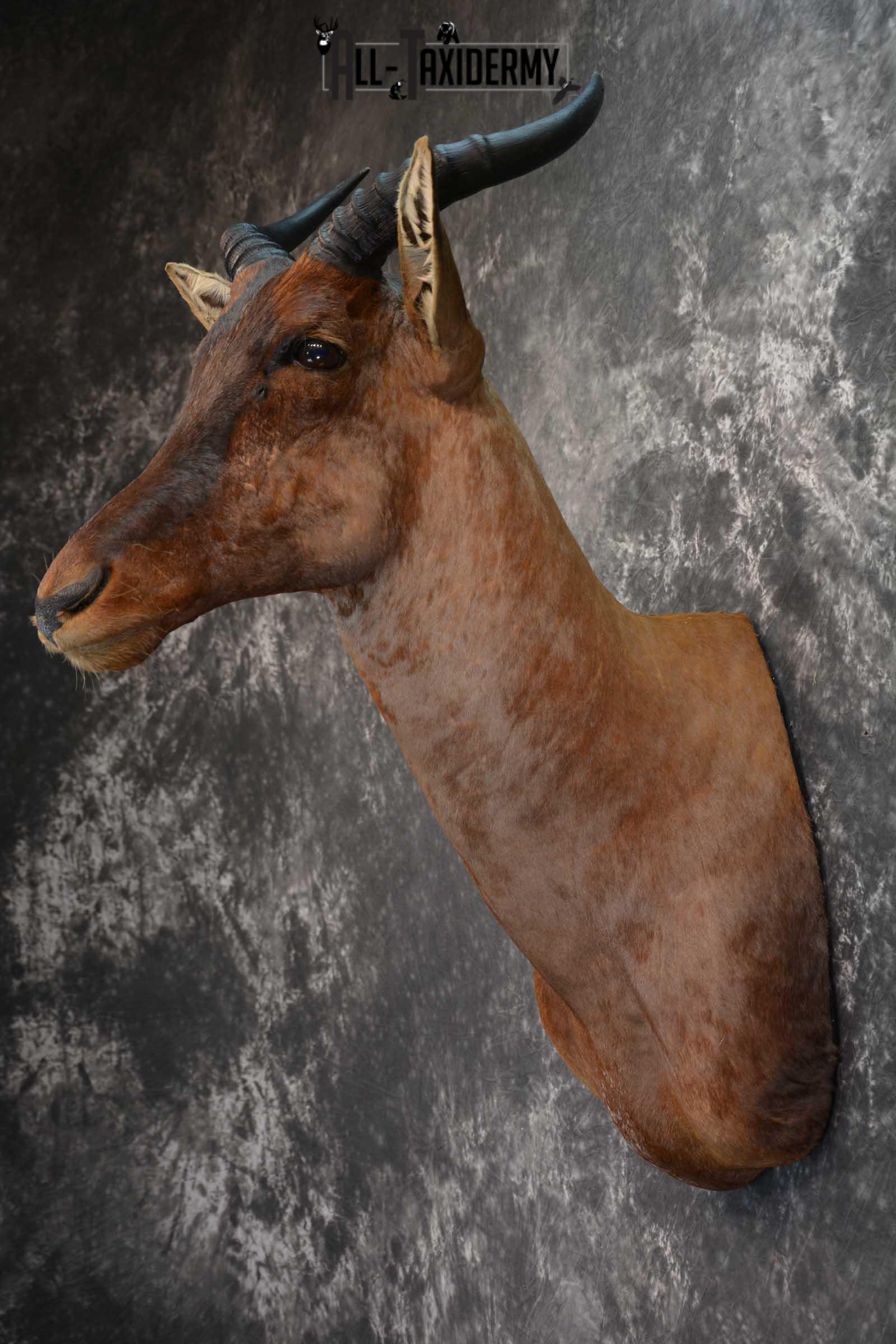 African Tsessebe Taxidermy Shoulder Mount SKU 1582 - Image 7