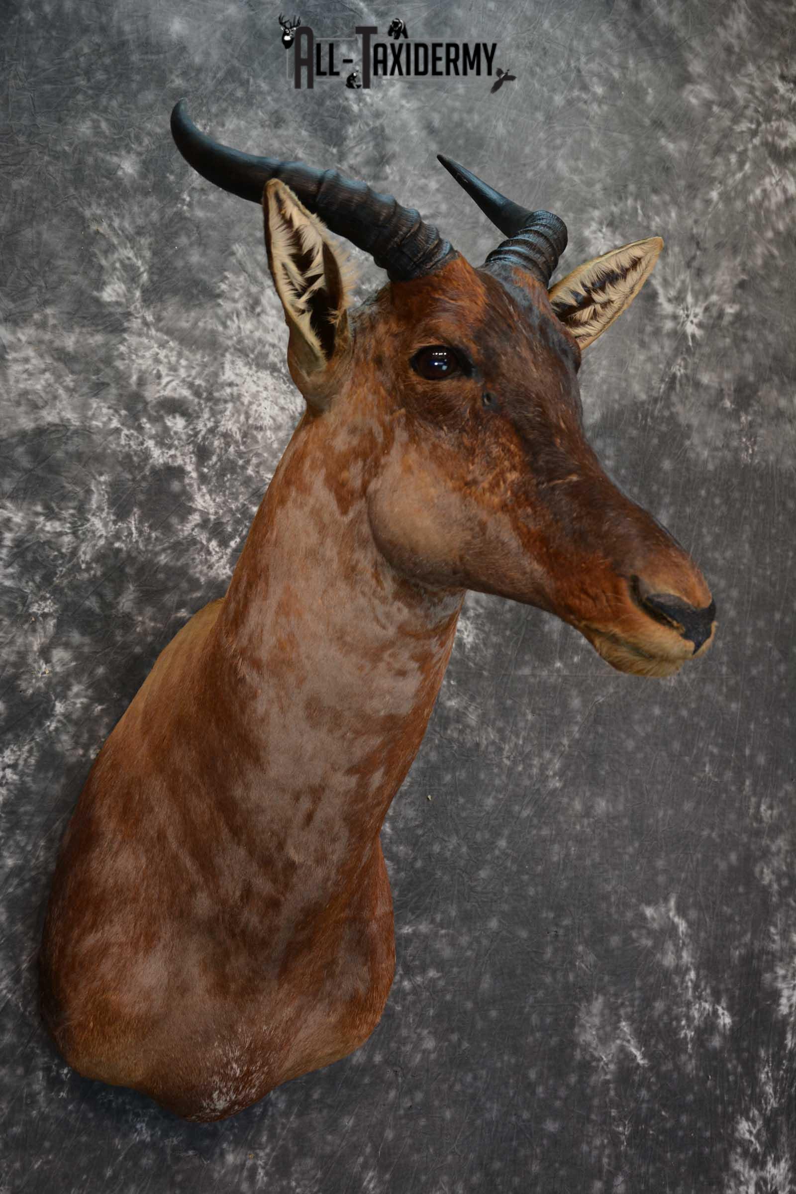 African Tsessebe Taxidermy Shoulder Mount SKU 1582 - Image 6