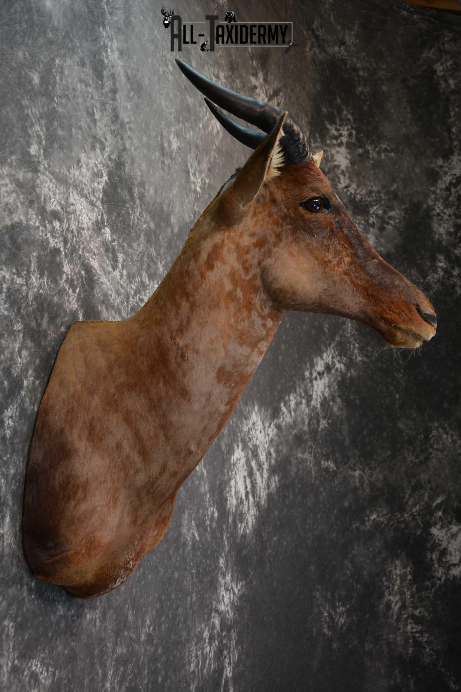 African Tsessebe Taxidermy Shoulder Mount SKU 1582 - Image 5