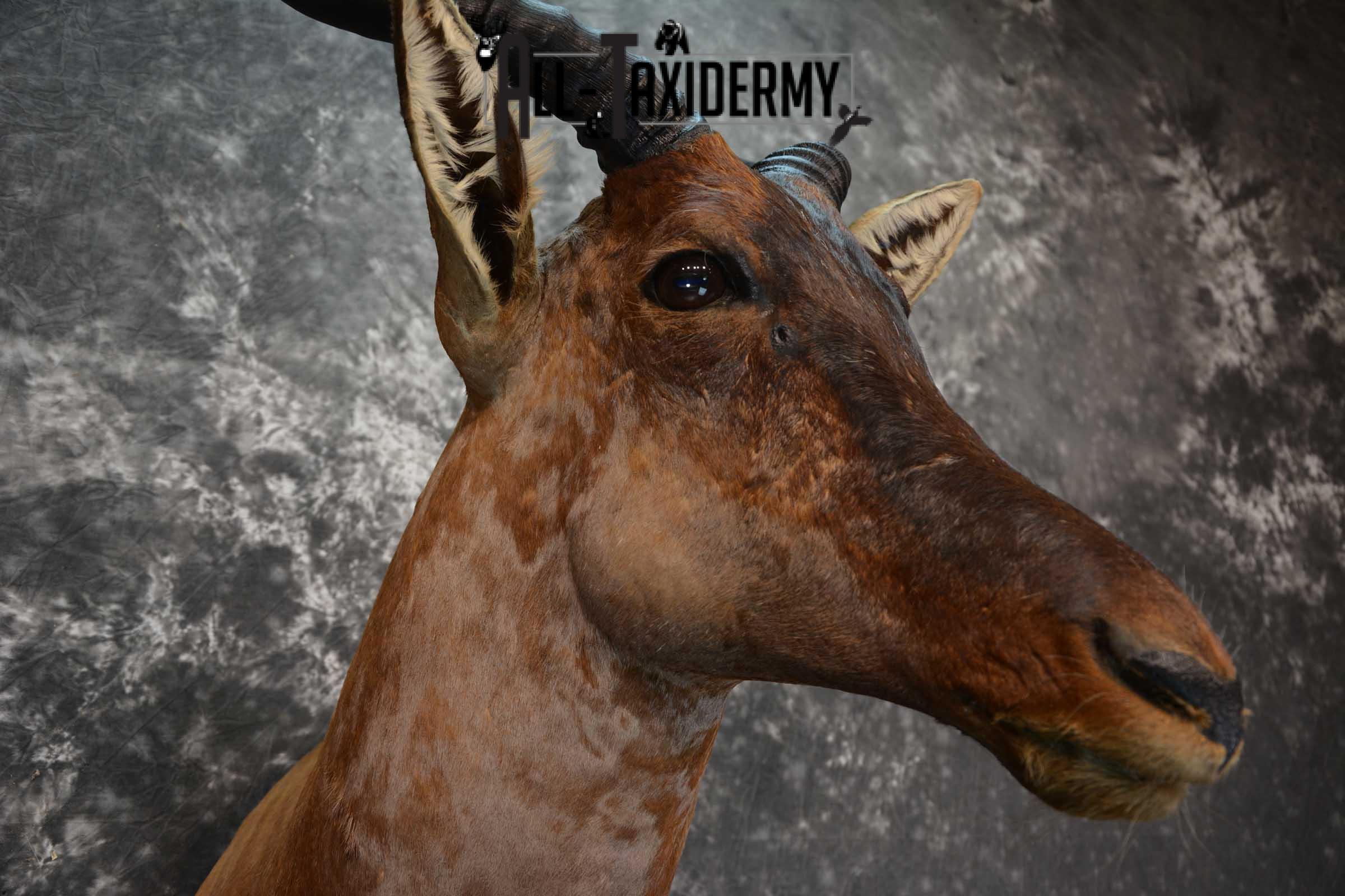 African Tsessebe Taxidermy Shoulder Mount SKU 1582 - Image 4