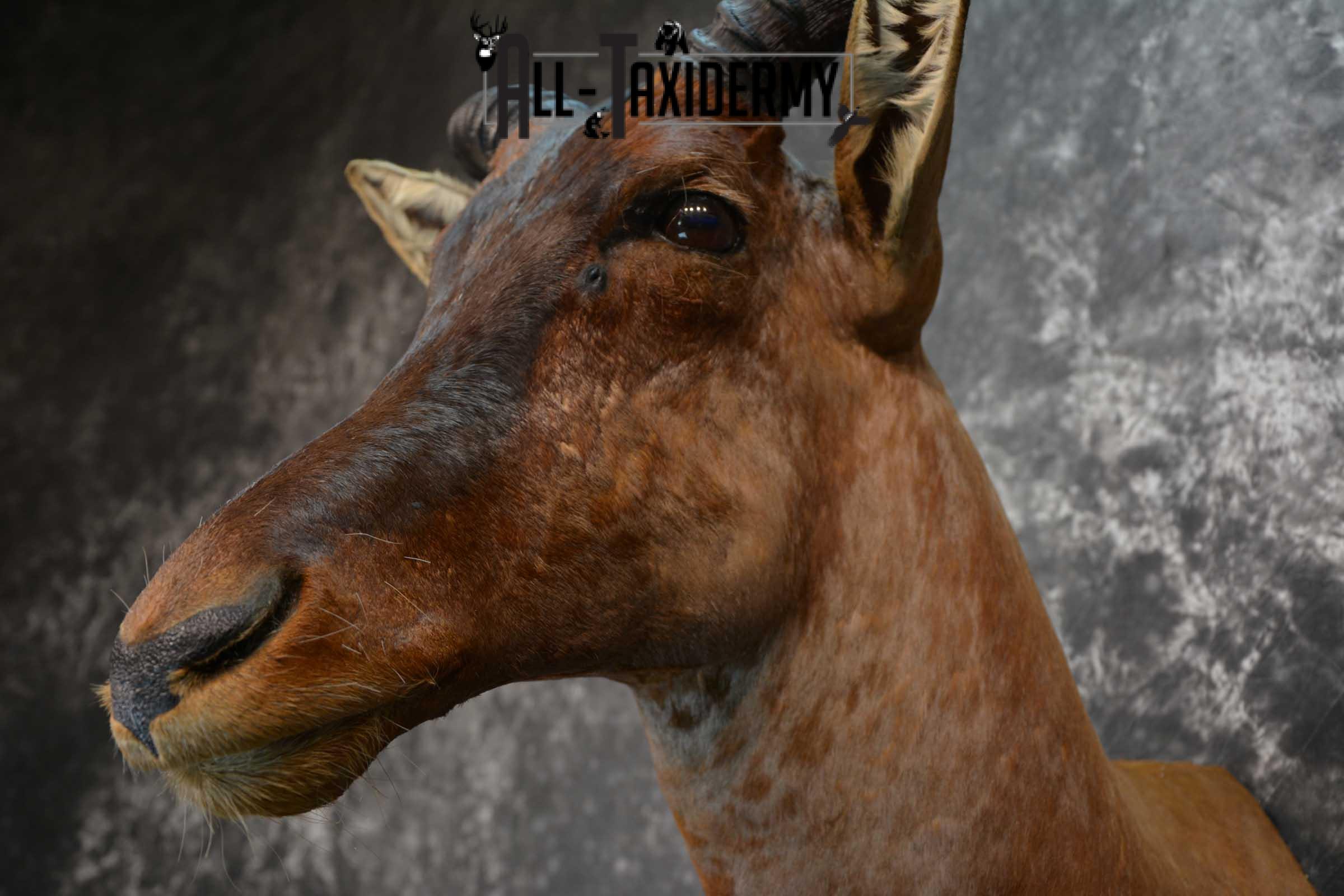 African Tsessebe Taxidermy Shoulder Mount SKU 1582 - Image 3