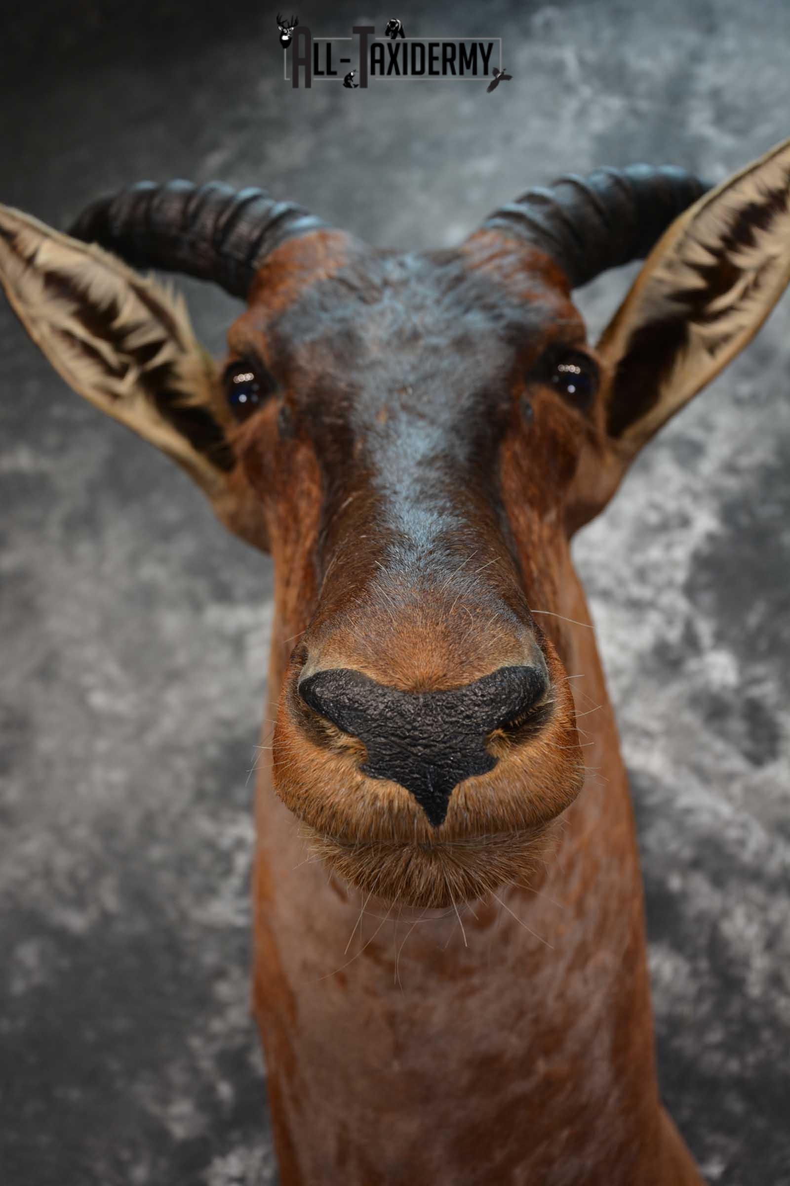 African Tsessebe Taxidermy Shoulder Mount SKU 1582 - Image 2