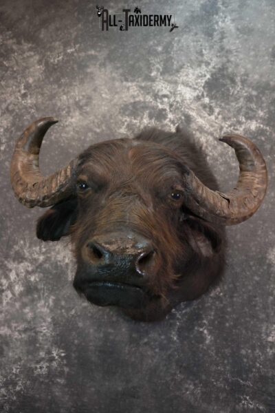 Asian Water Buffalo Taxidermy Shoulder Mount SKU 1583
