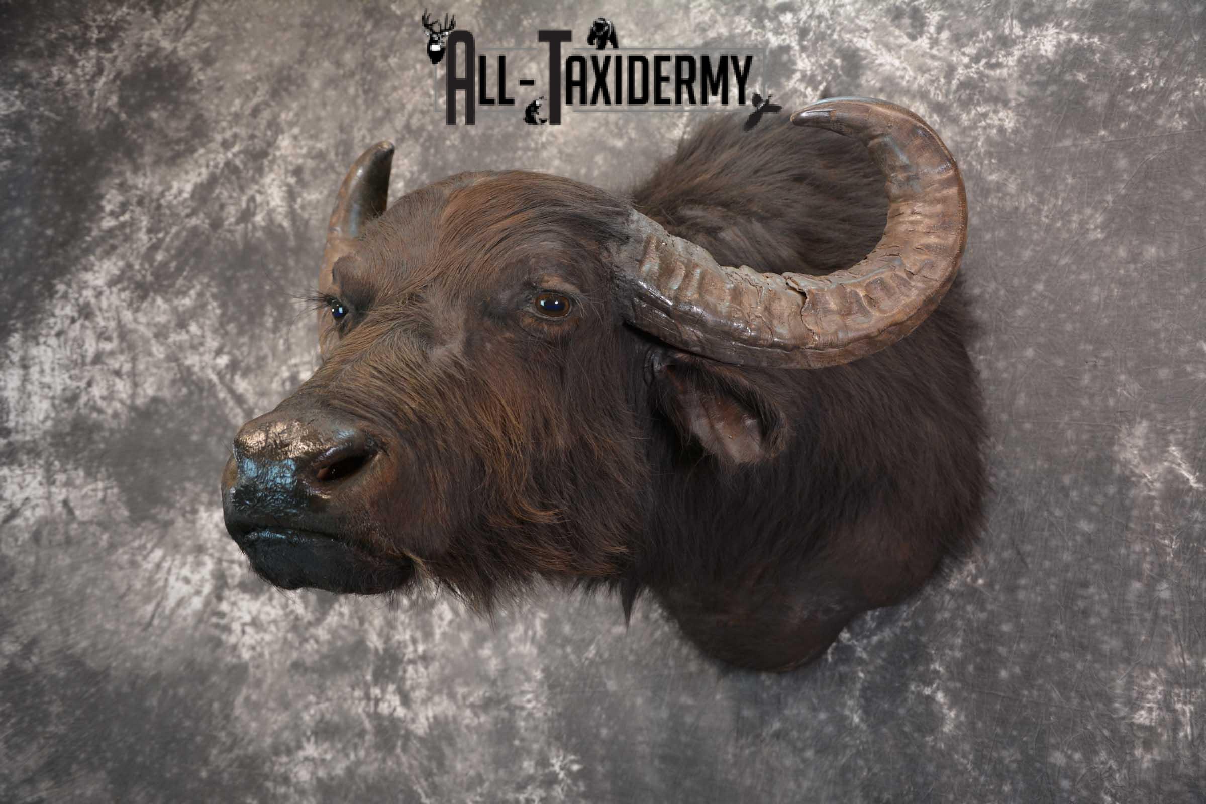 Asian Water Buffalo Taxidermy Shoulder Mount SKU 1583 - Image 8