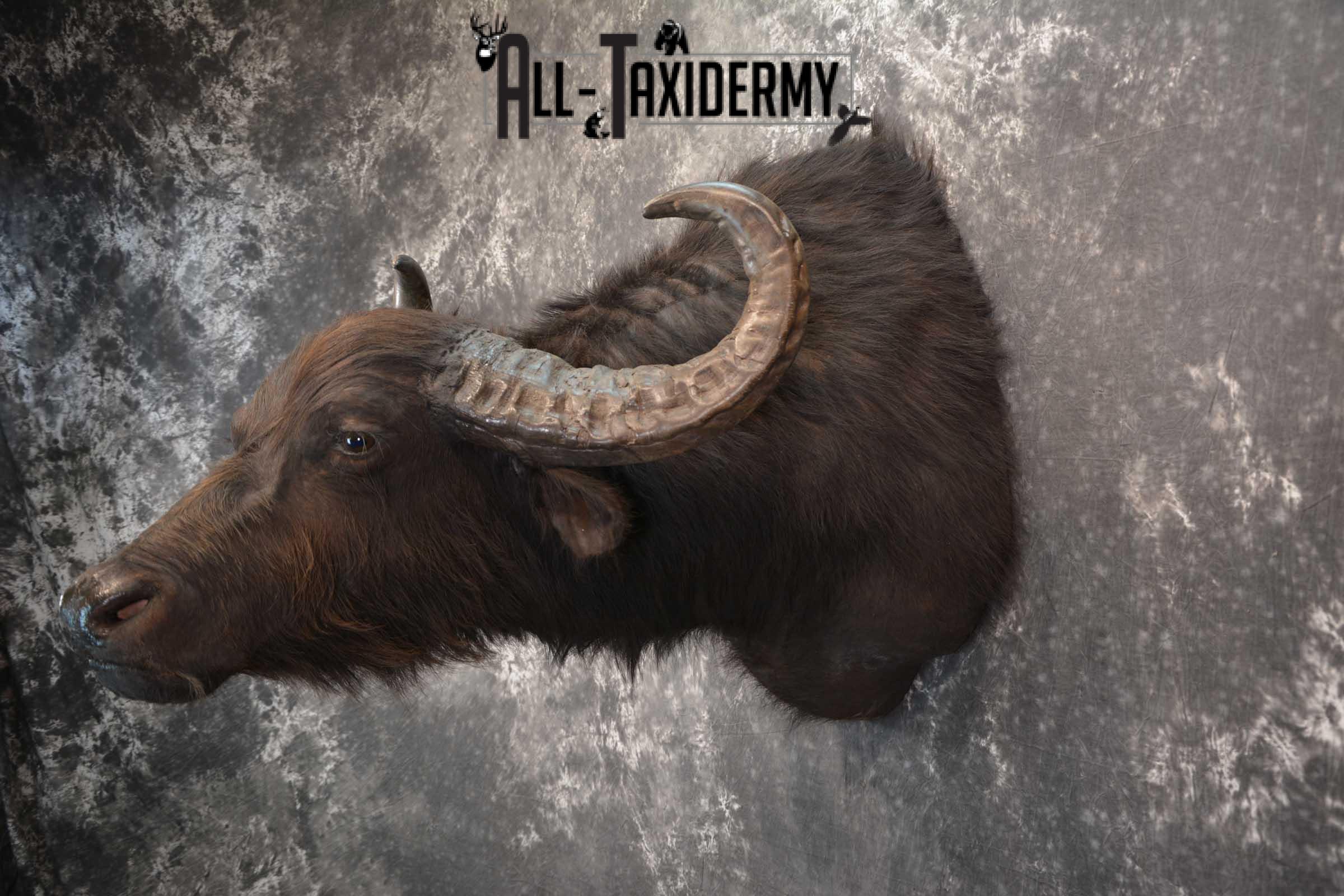 Asian Water Buffalo Taxidermy Shoulder Mount SKU 1583 - Image 7