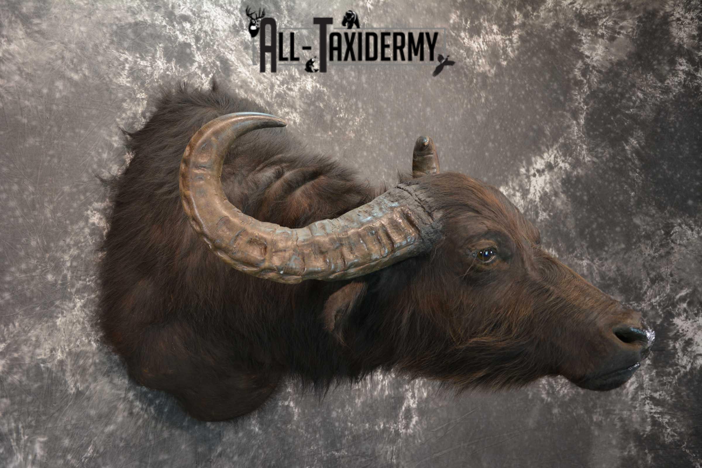 Asian Water Buffalo Taxidermy Shoulder Mount SKU 1583 - Image 6
