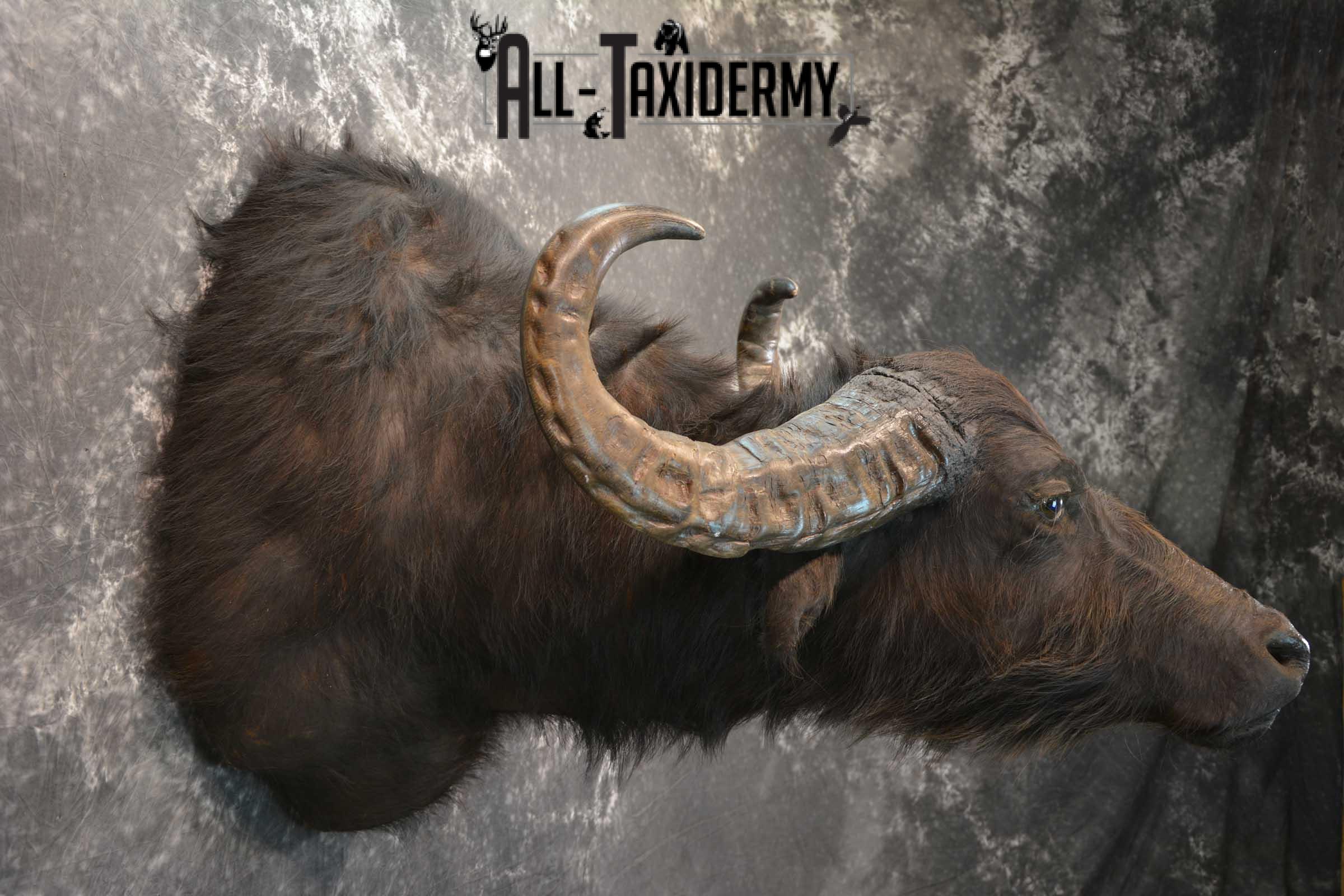 Asian Water Buffalo Taxidermy Shoulder Mount SKU 1583 - Image 5