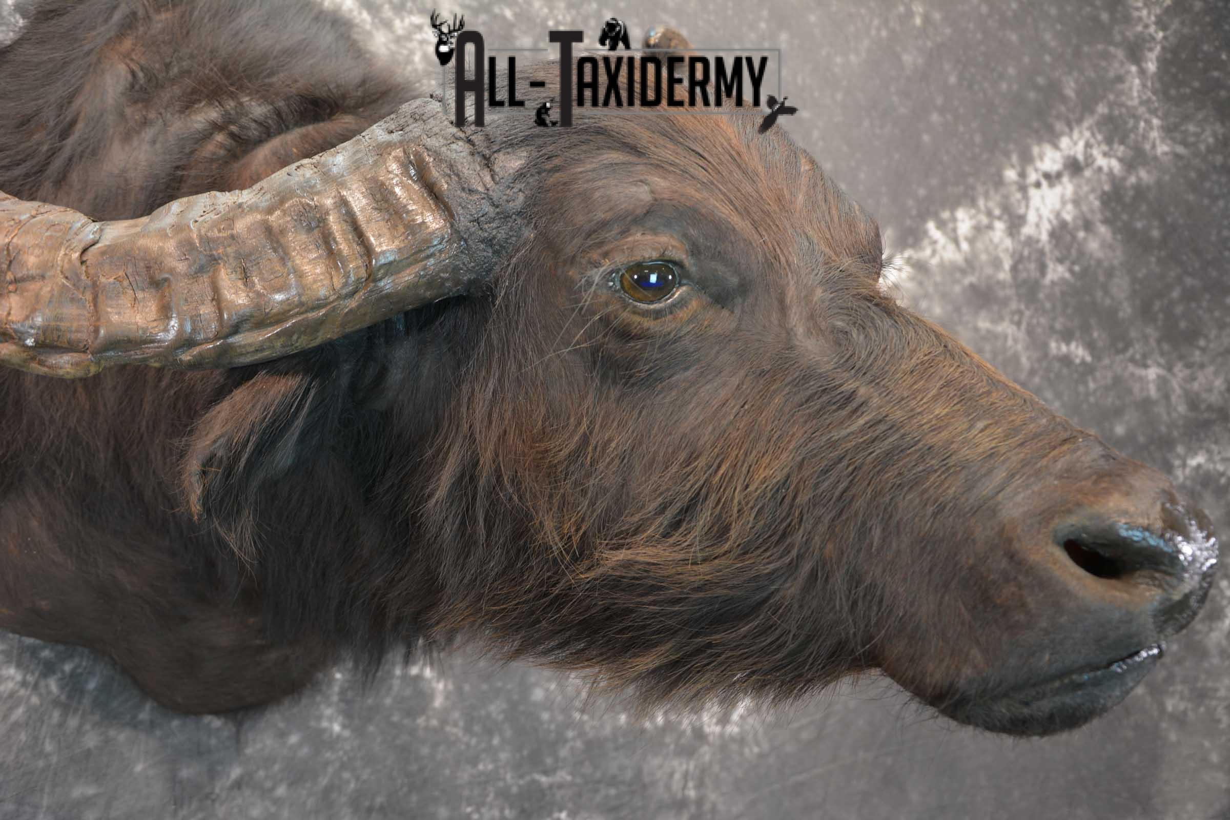 Asian Water Buffalo Taxidermy Shoulder Mount SKU 1583 - Image 4