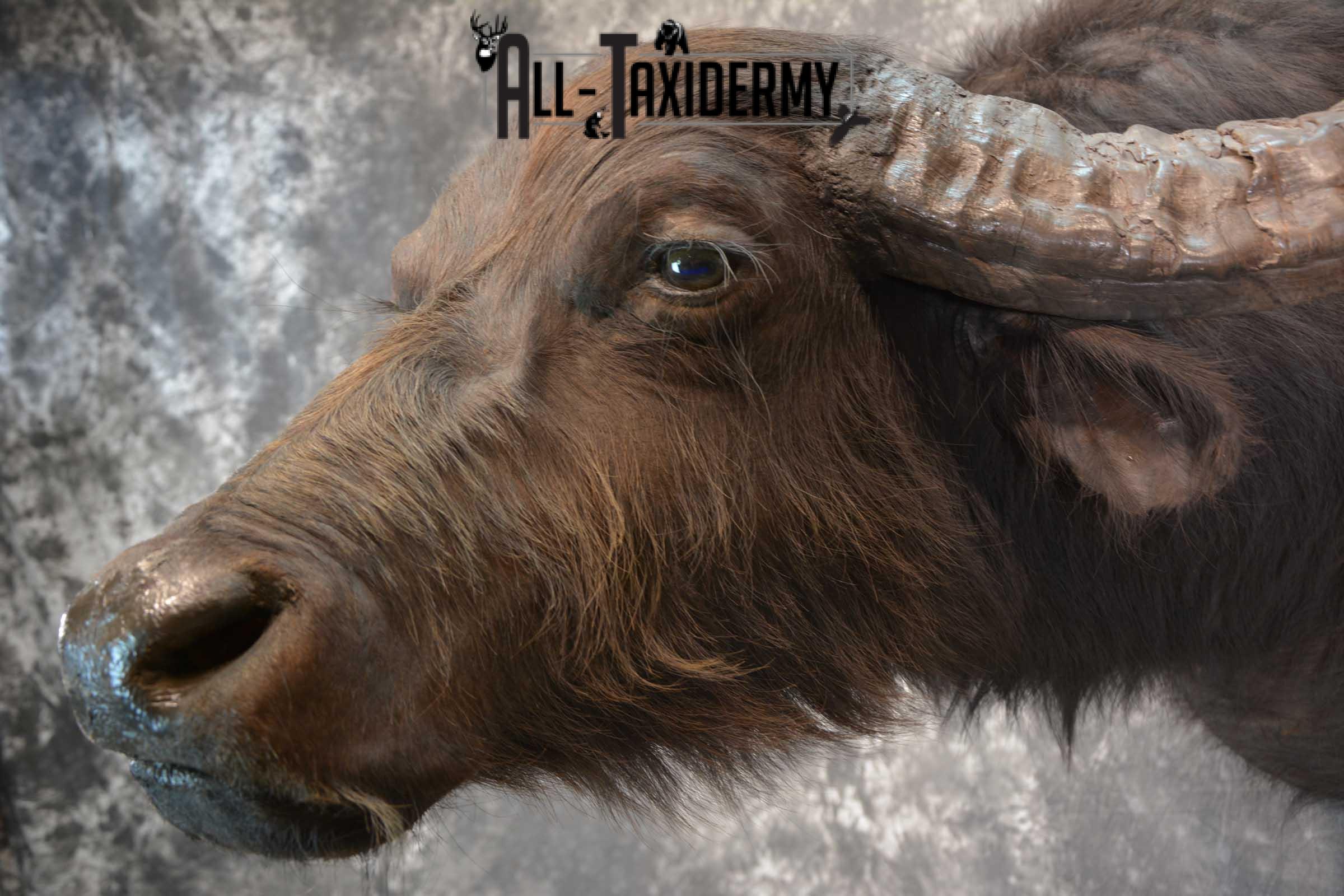 Asian Water Buffalo Taxidermy Shoulder Mount SKU 1583 - Image 3