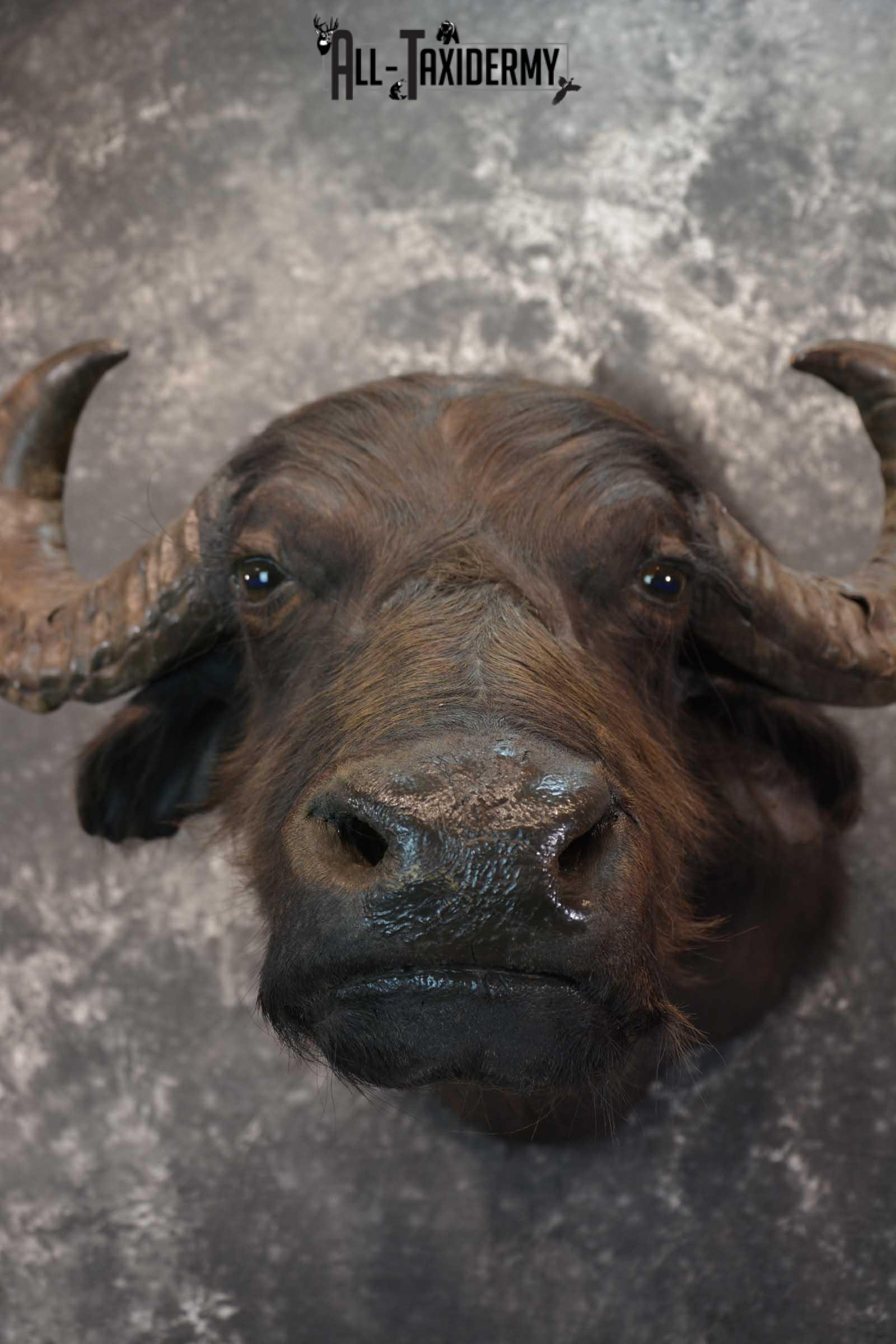 Asian Water Buffalo Taxidermy Shoulder Mount SKU 1583 - Image 2