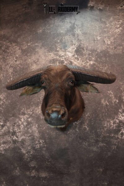 Asian Water Buffalo Taxidermy Shoulder Mount SKU 1584
