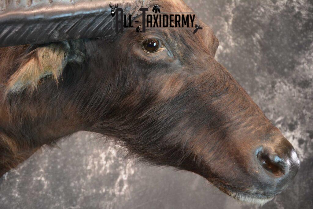 Asian Water Buffalo Taxidermy Shoulder Mount SKU 1584 All Taxidermy