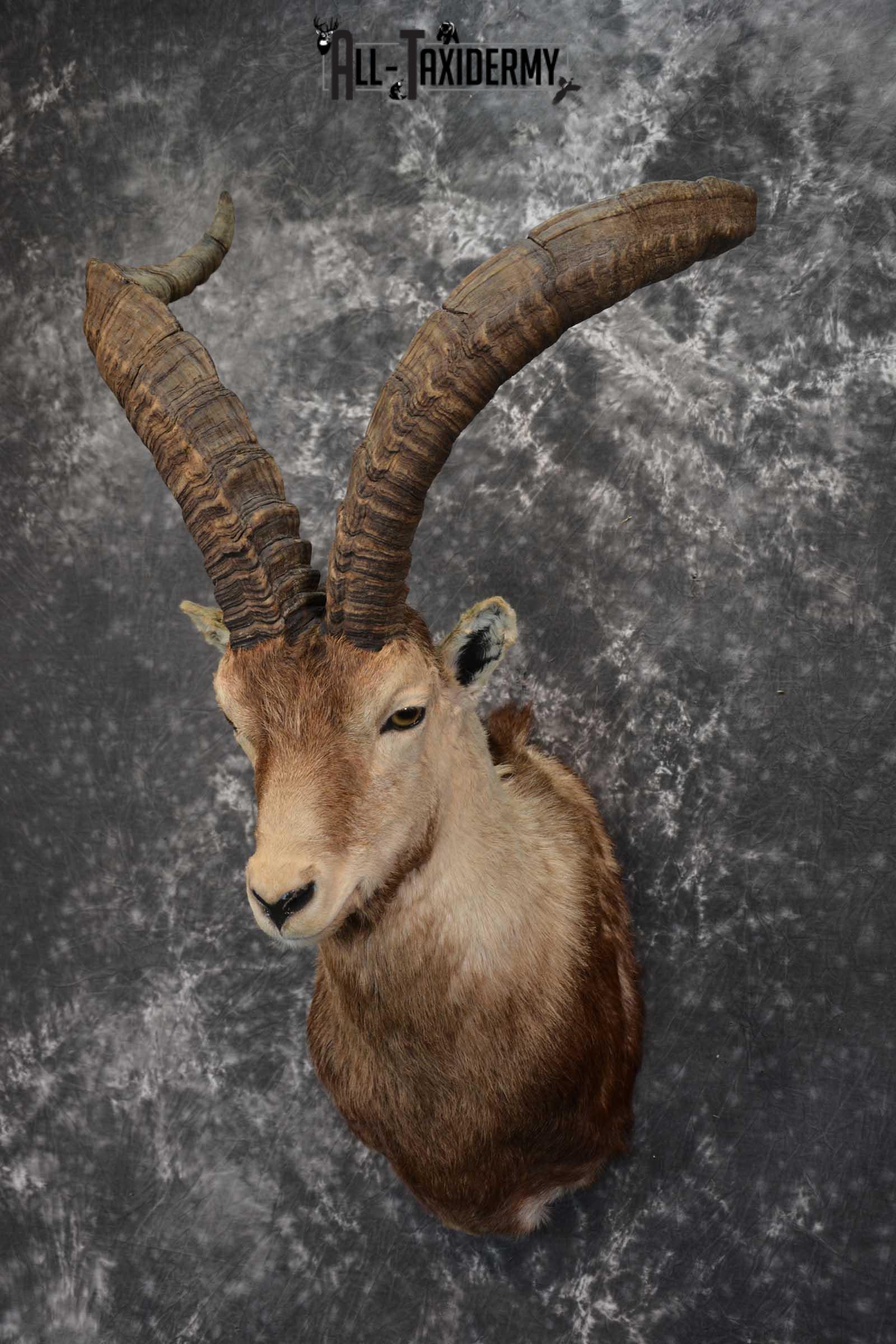 Iberian Spanish Ibex Taxidermy Shoulder Mount SKU 1585 - Image 8