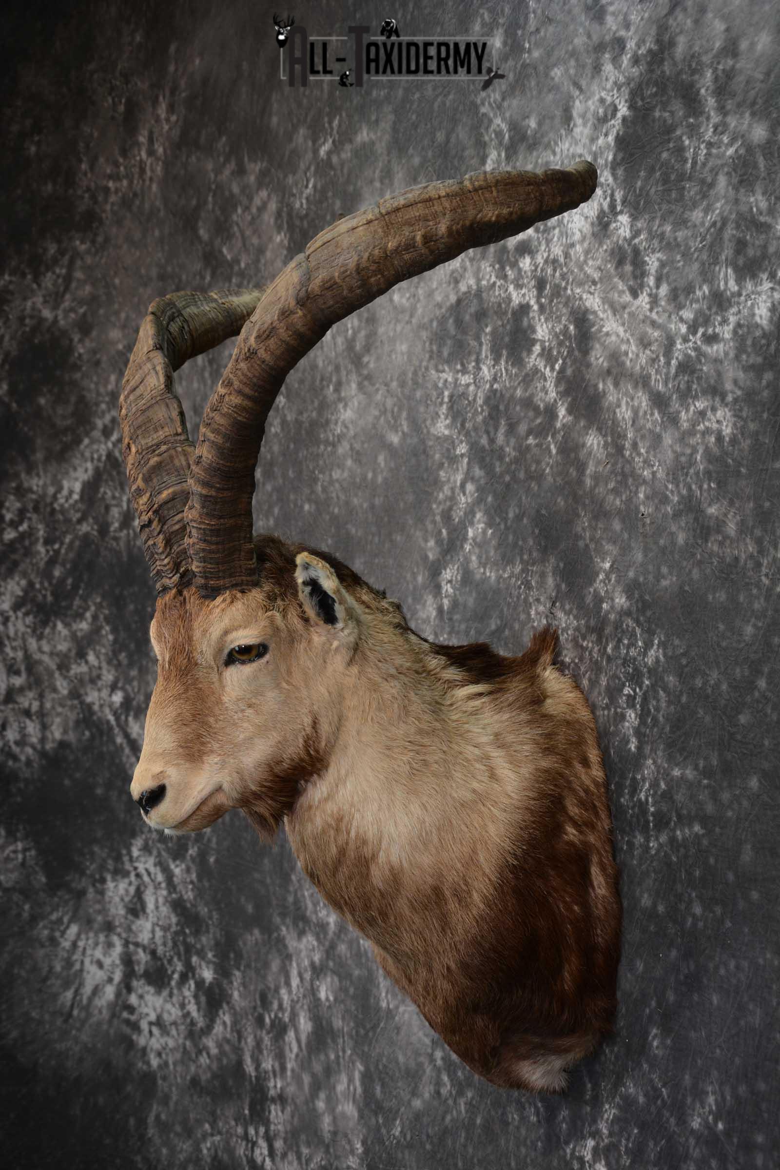 Iberian Spanish Ibex Taxidermy Shoulder Mount SKU 1585 - Image 7