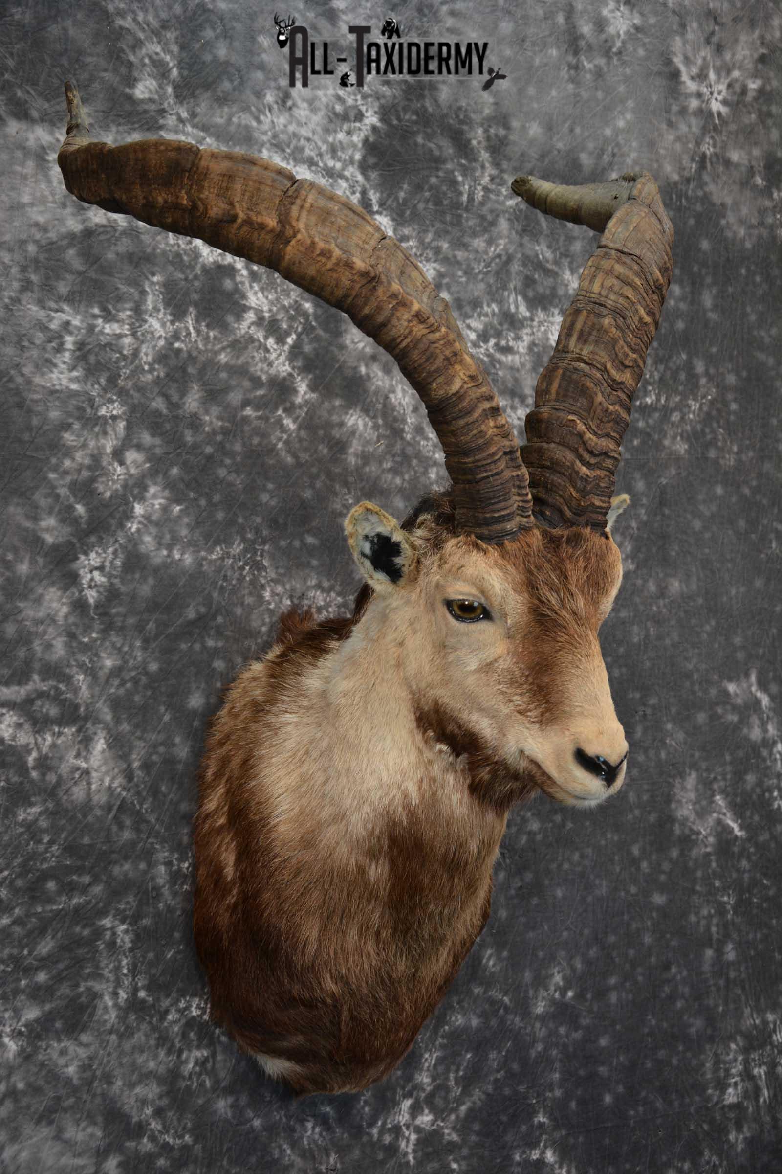 Iberian Spanish Ibex Taxidermy Shoulder Mount SKU 1585 - Image 6
