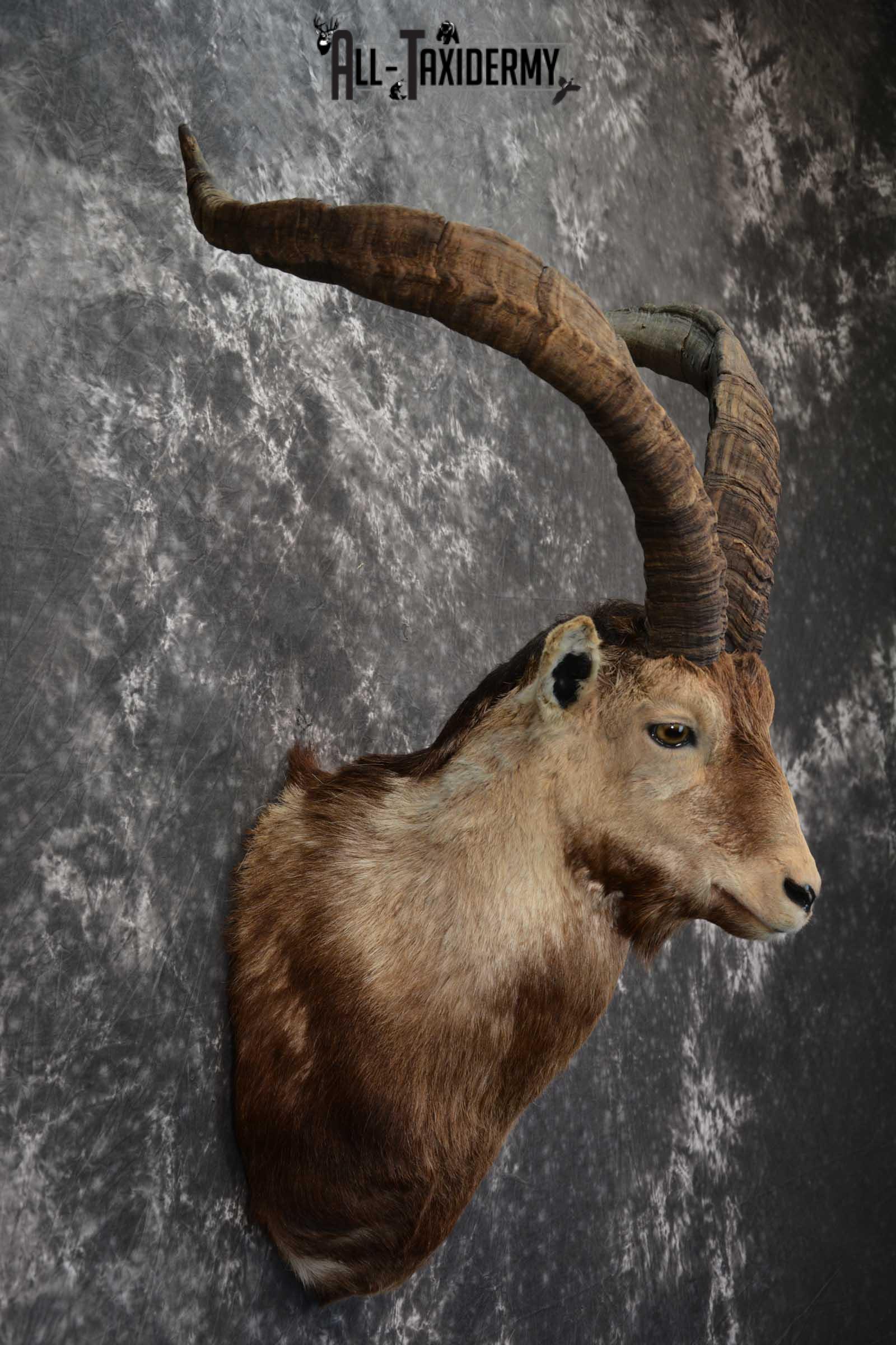 Iberian Spanish Ibex Taxidermy Shoulder Mount SKU 1585 - Image 5