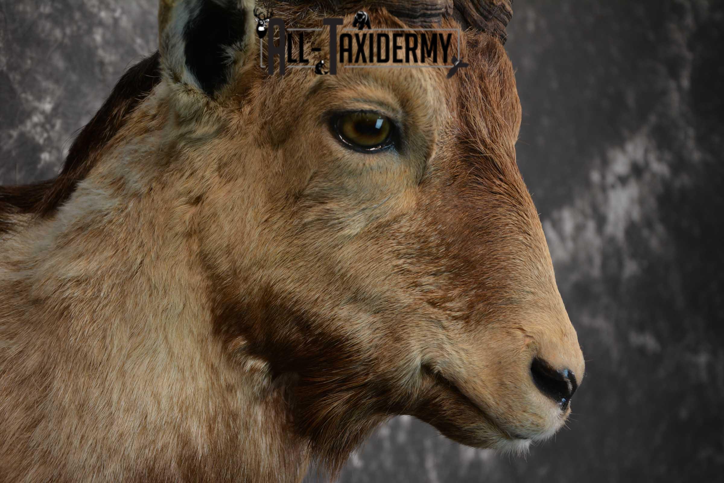 Iberian Spanish Ibex Taxidermy Shoulder Mount SKU 1585 - Image 4