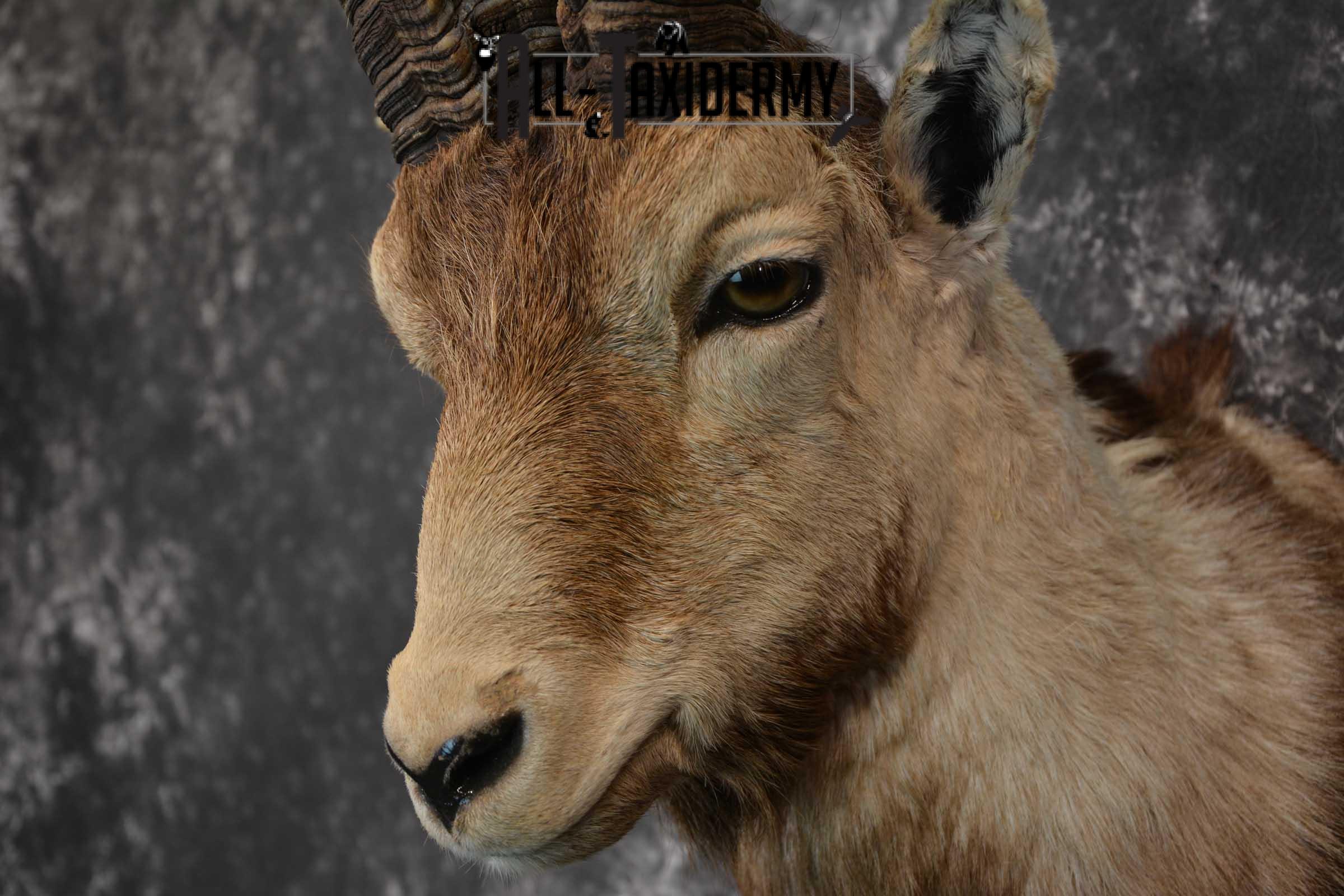 Iberian Spanish Ibex Taxidermy Shoulder Mount SKU 1585 - Image 3