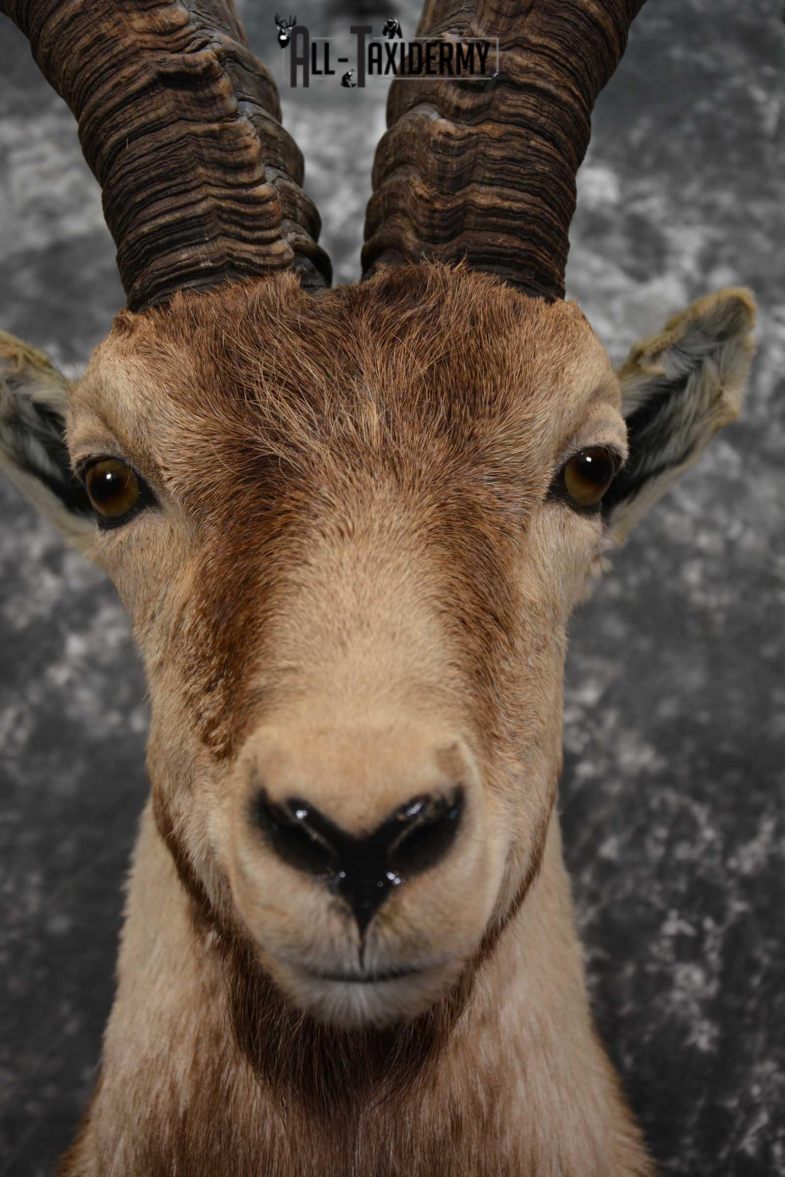 Iberian Spanish Ibex Taxidermy Shoulder Mount SKU 1585 - Image 2