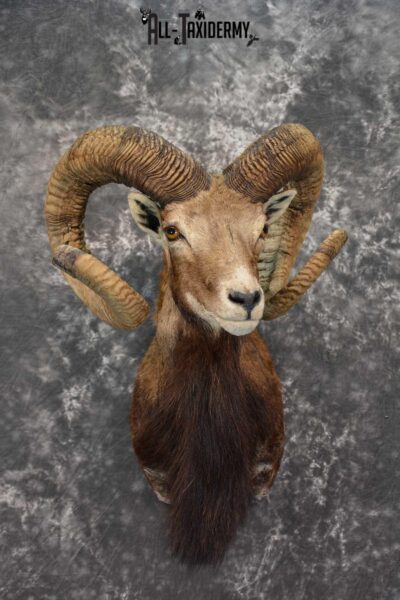 Corsican Ram Taxidermy Shoulder Mount SKU 1586