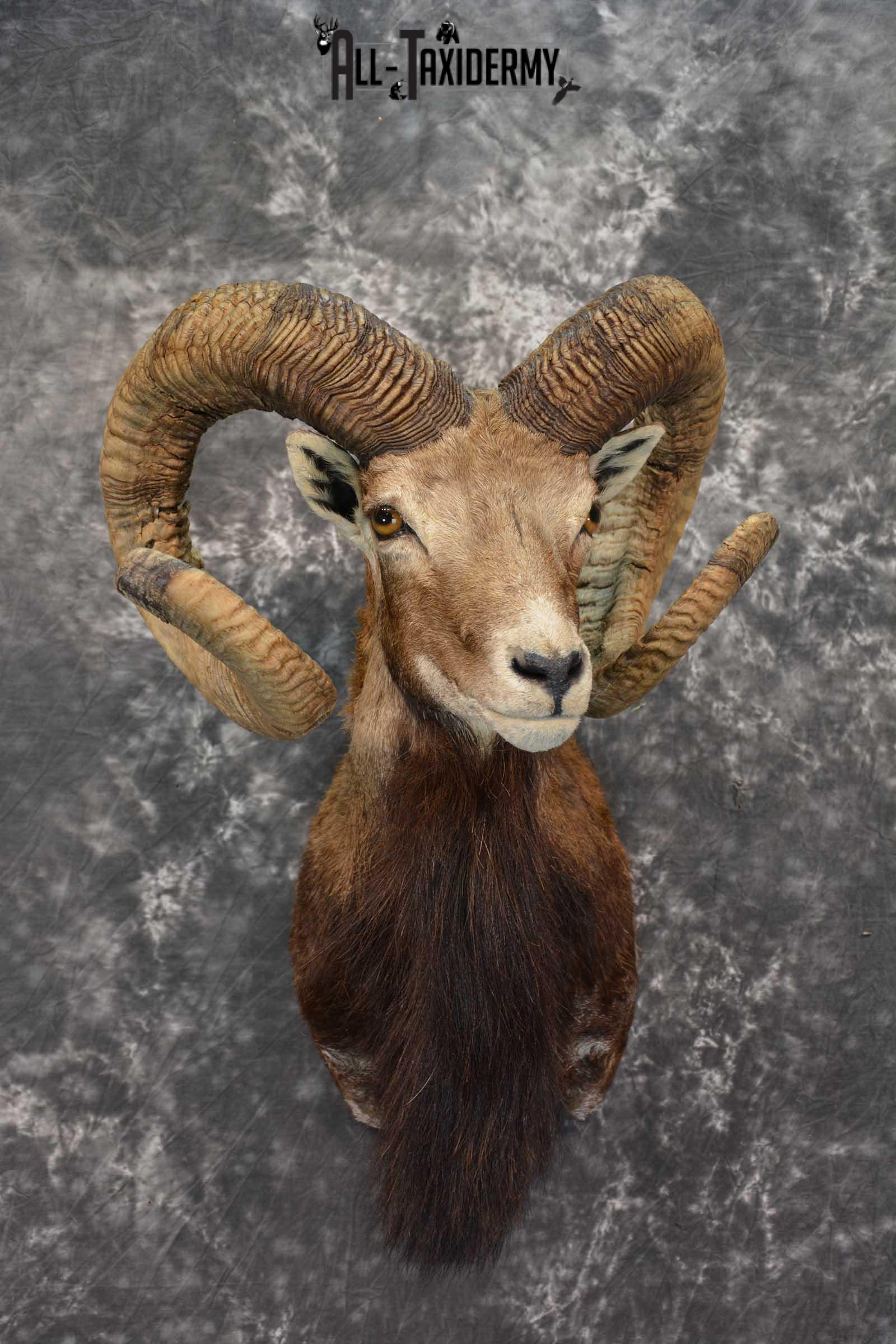 Corsican Ram Taxidermy Shoulder Mount SKU 1586
