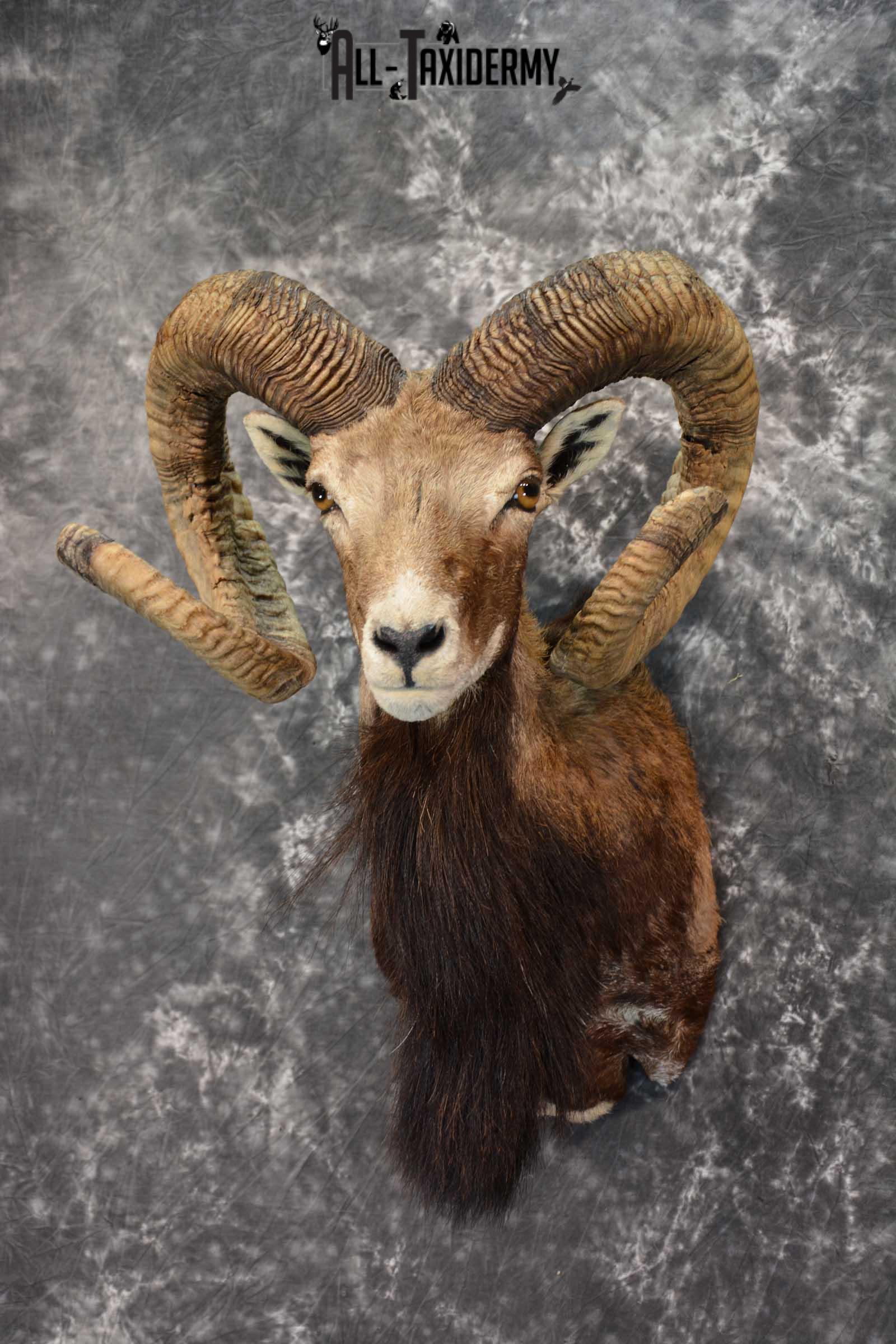 Corsican Ram Taxidermy Shoulder Mount SKU 1586 - Image 8