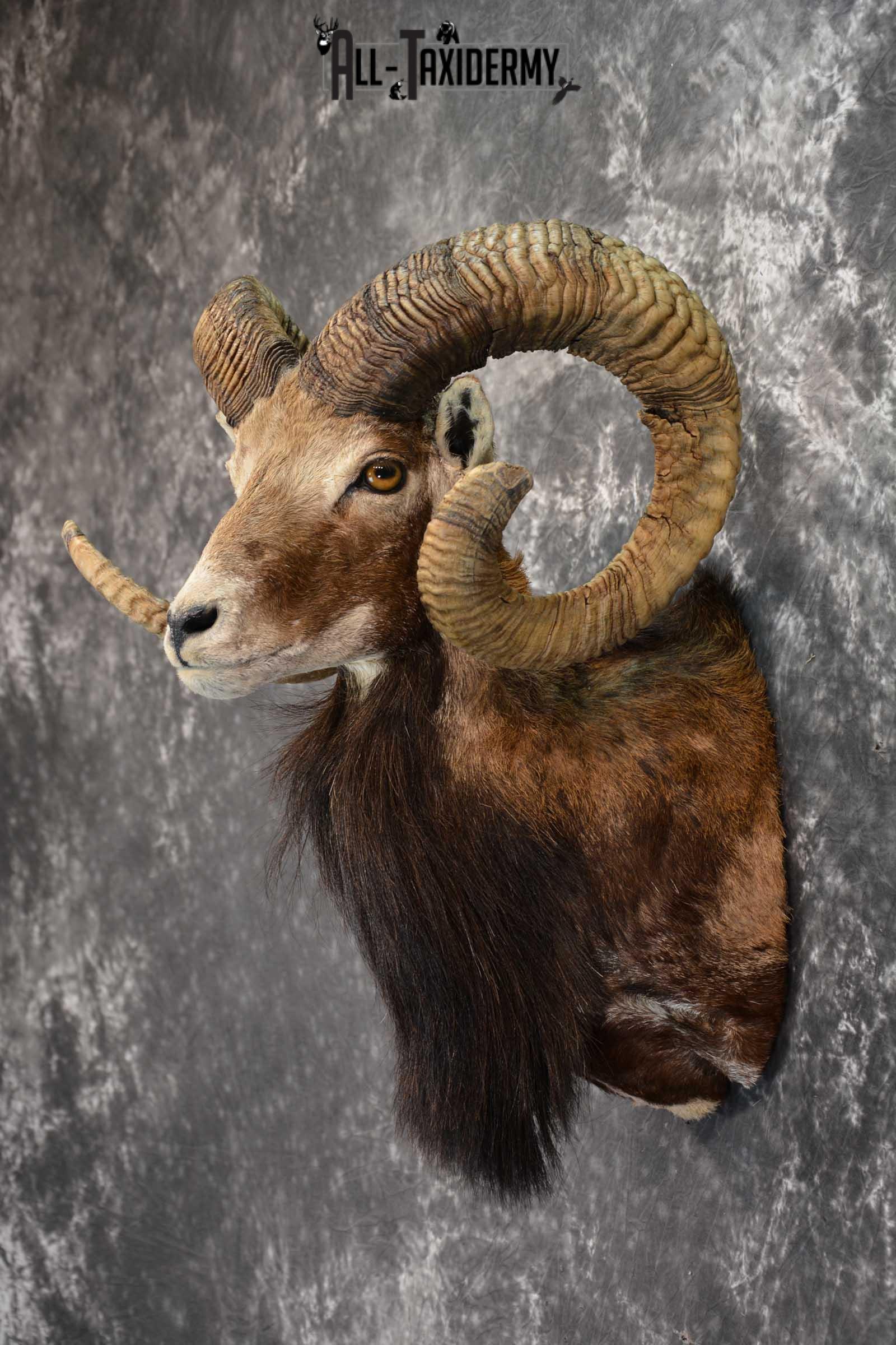 Corsican Ram Taxidermy Shoulder Mount SKU 1586 - Image 7
