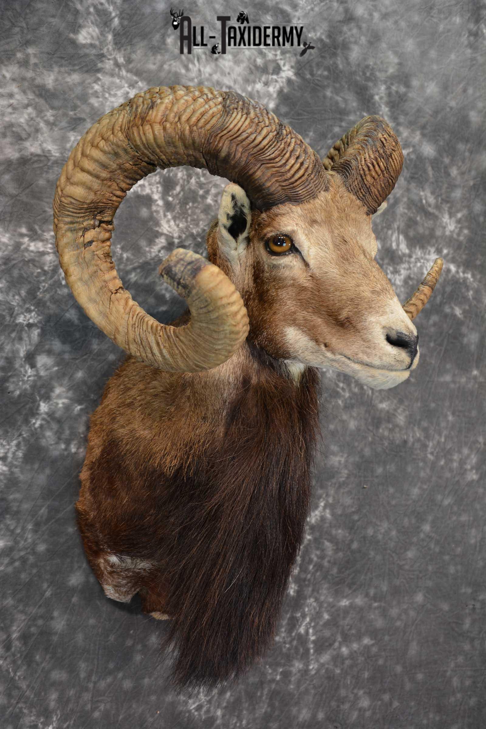 Corsican Ram Taxidermy Shoulder Mount SKU 1586 - Image 6