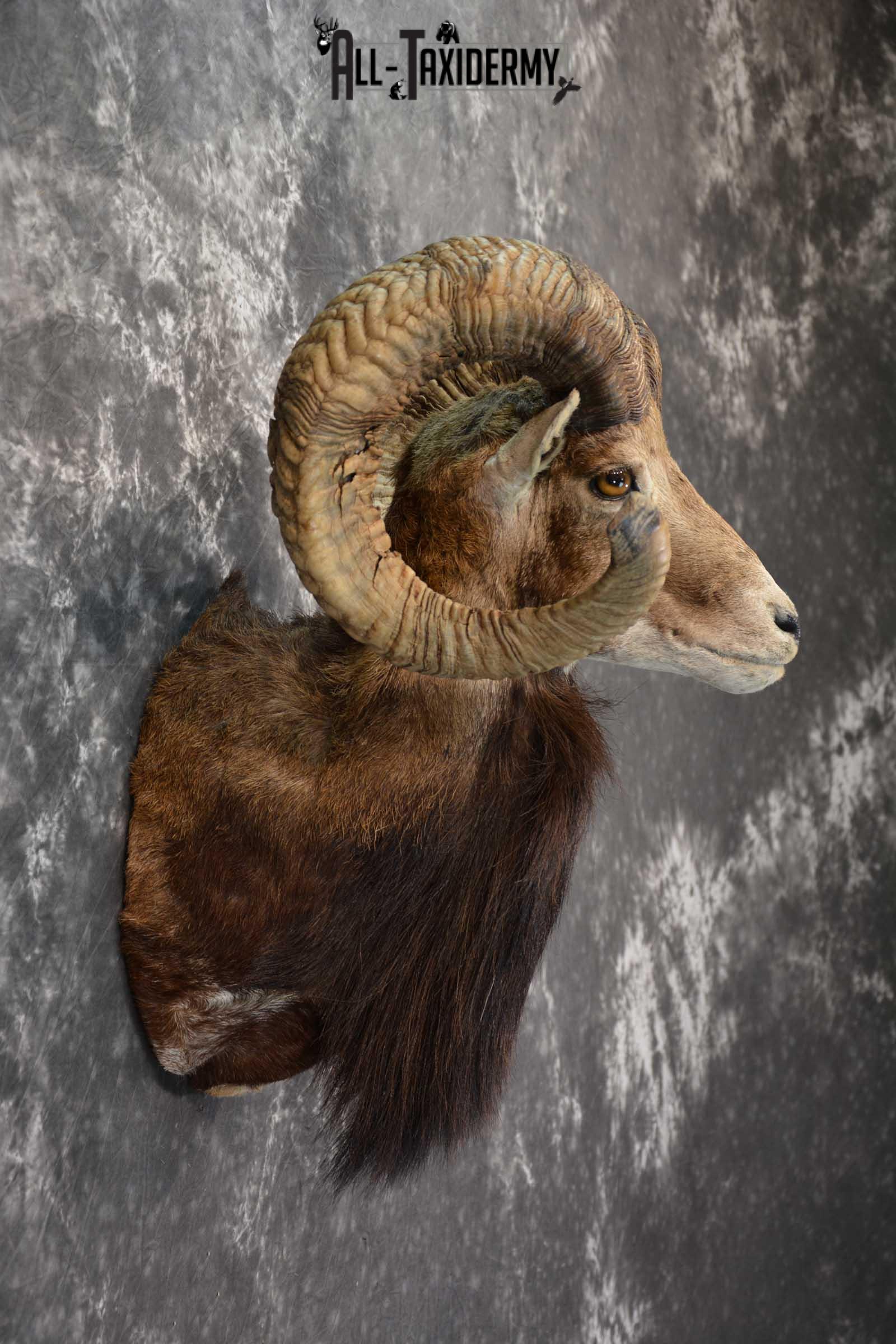 Corsican Ram Taxidermy Shoulder Mount SKU 1586 - Image 5