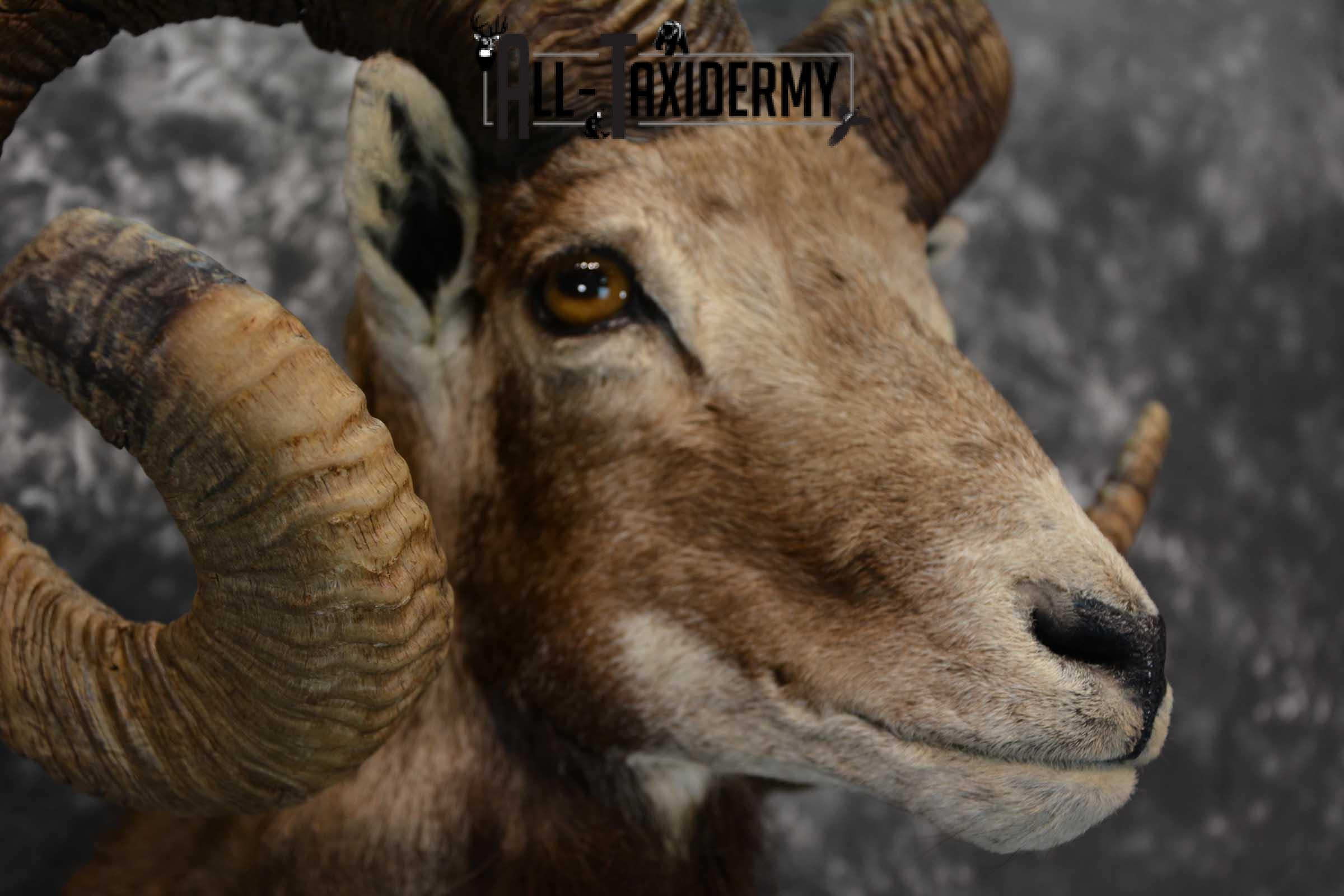 Corsican Ram Taxidermy Shoulder Mount SKU 1586 - Image 4