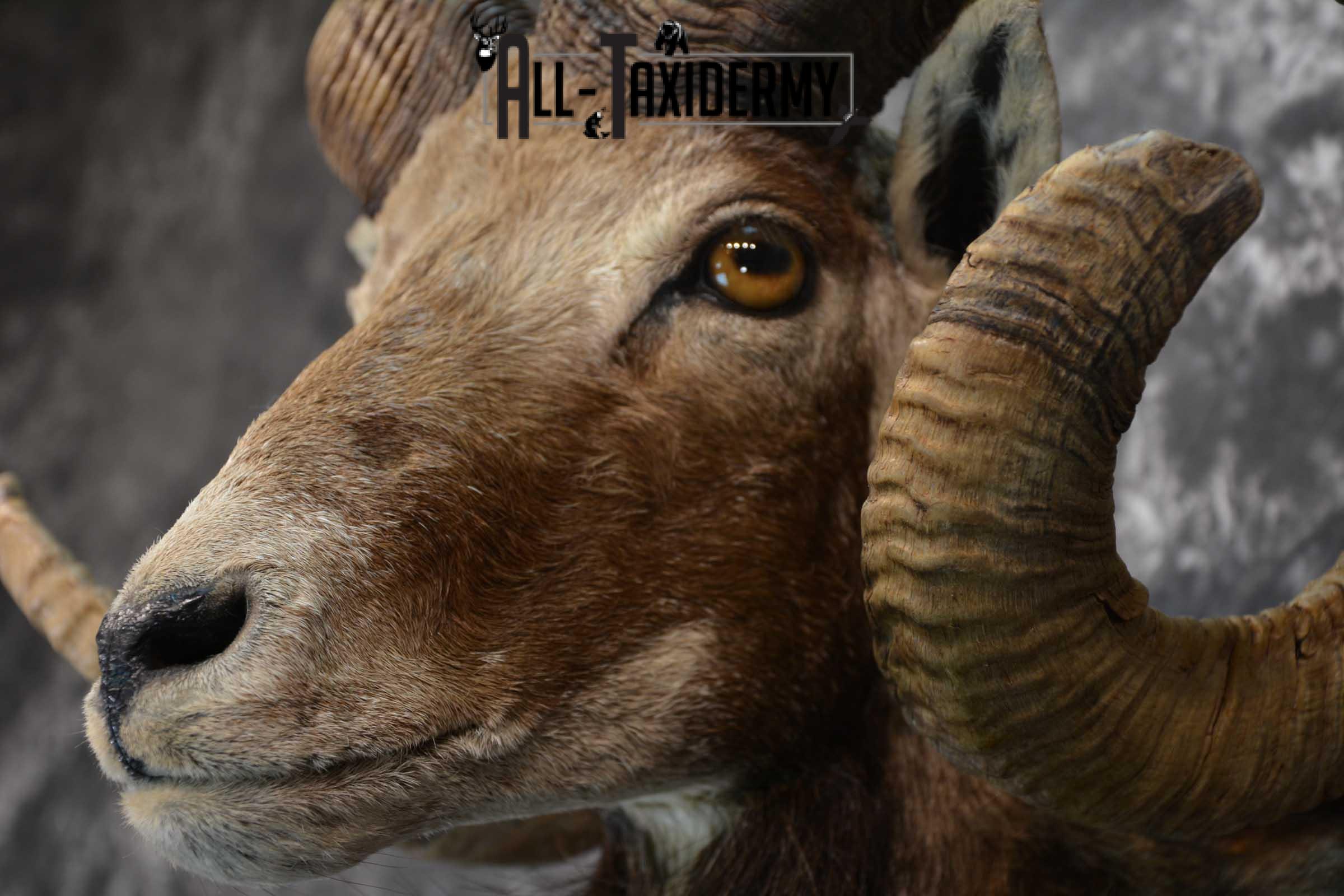 Corsican Ram Taxidermy Shoulder Mount SKU 1586 - Image 3