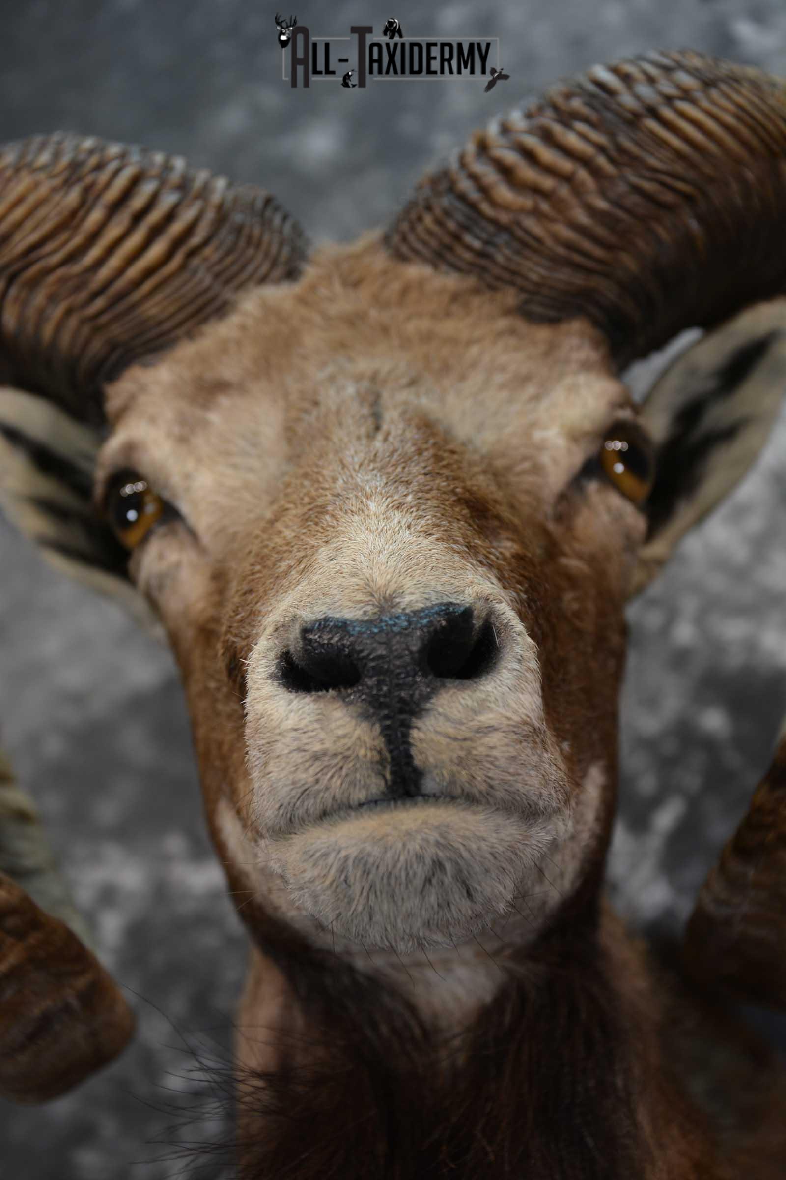 Corsican Ram Taxidermy Shoulder Mount SKU 1586 - Image 2