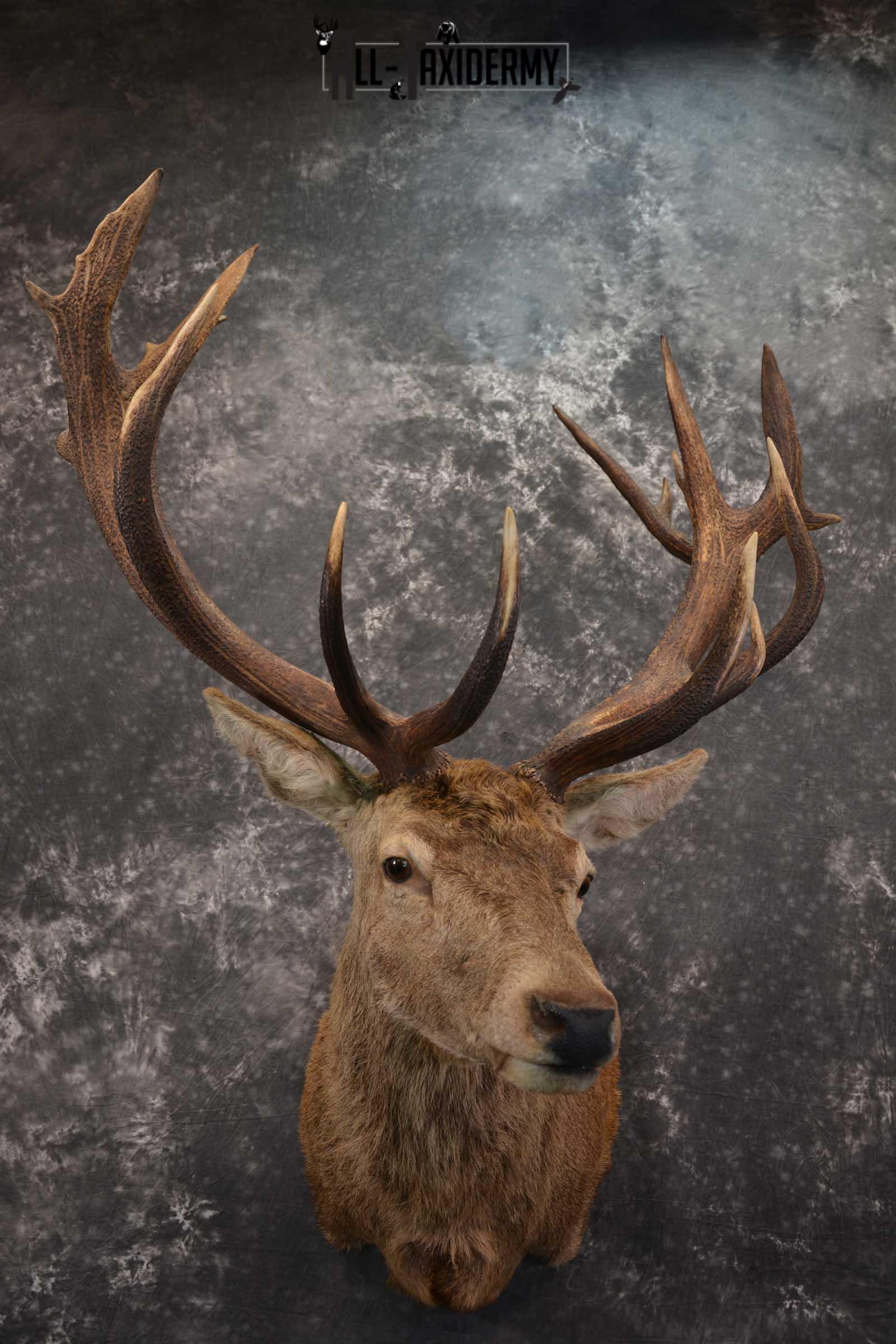 Red Stage Deer Taxidermy Shoulder Mounts SKU 1587