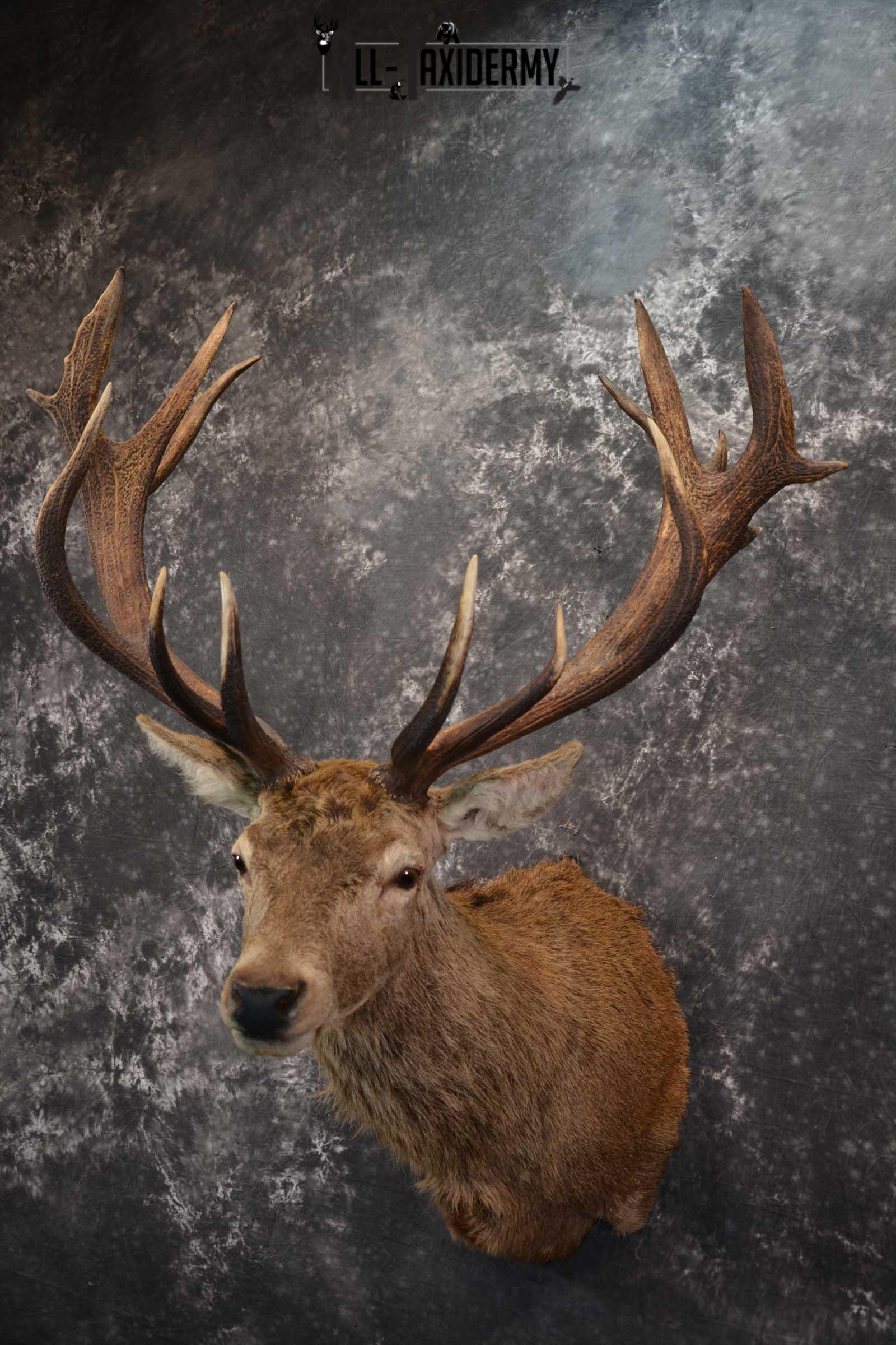 Red Stage Deer Taxidermy Shoulder Mounts SKU 1587 - Image 8