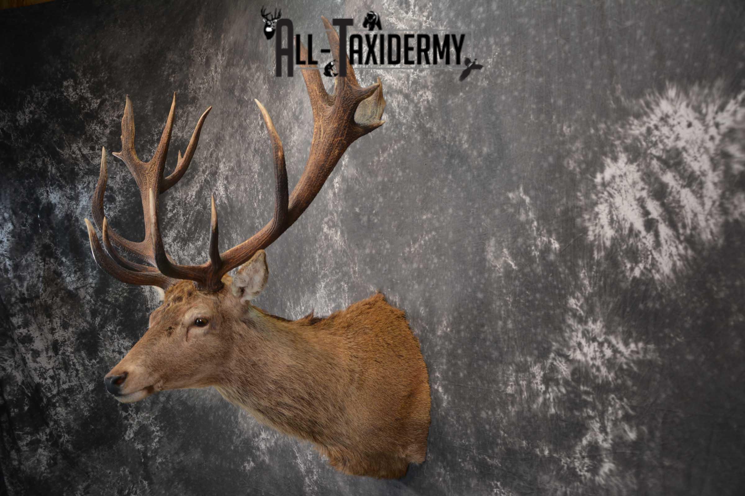 Red Stage Deer Taxidermy Shoulder Mounts SKU 1587 - Image 7