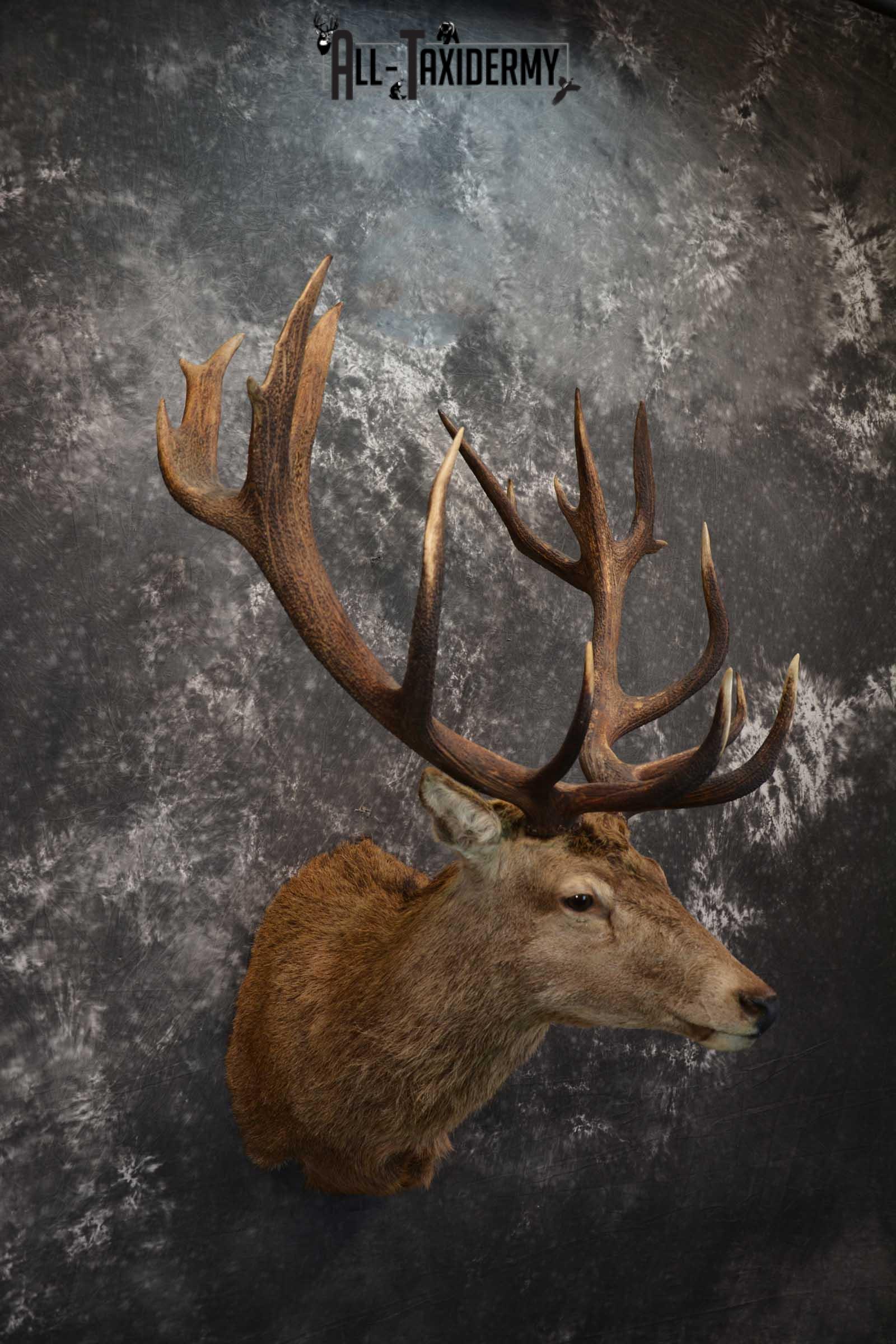 Red Stage Deer Taxidermy Shoulder Mounts SKU 1587 - Image 6