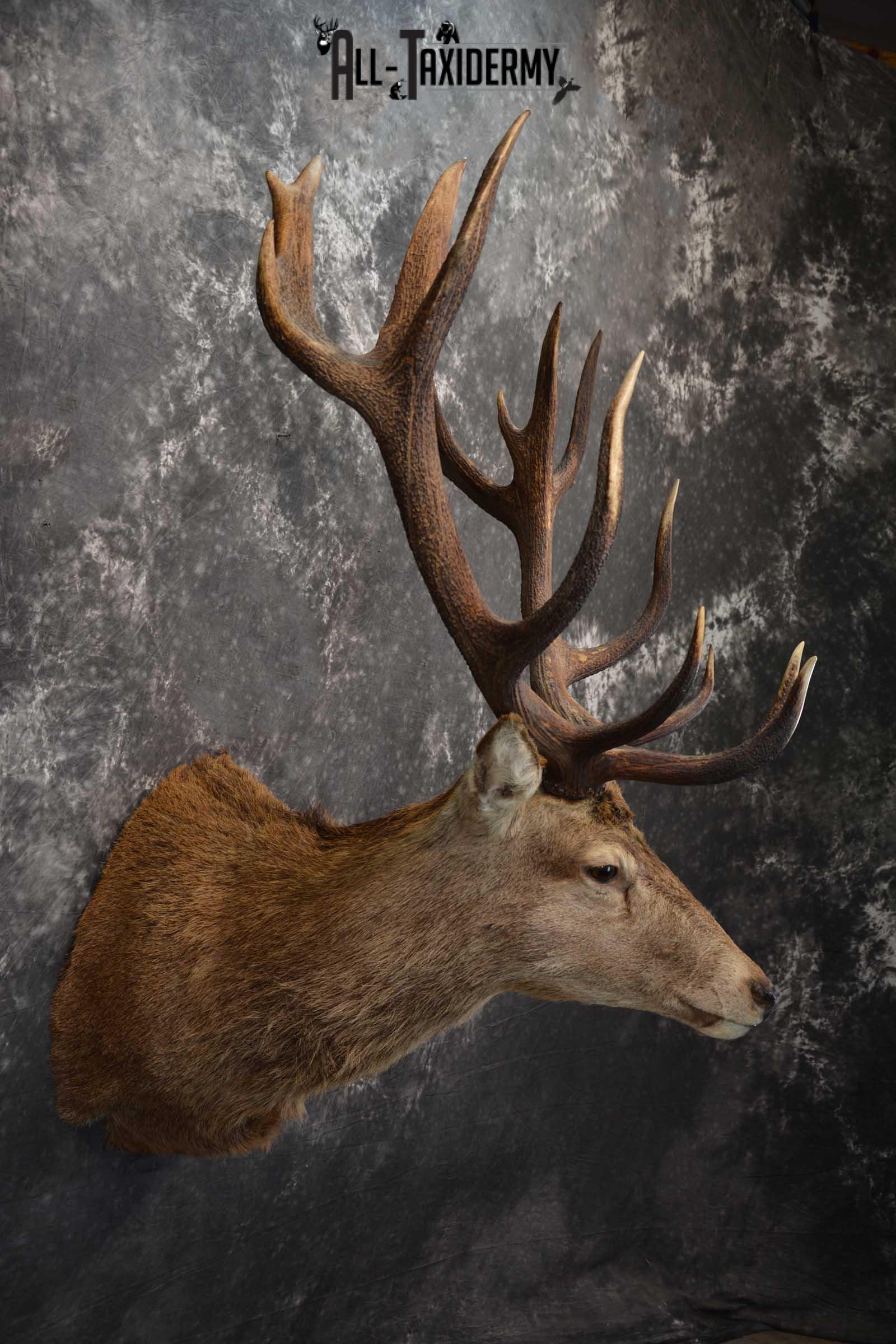 Red Stage Deer Taxidermy Shoulder Mounts SKU 1587 - Image 5