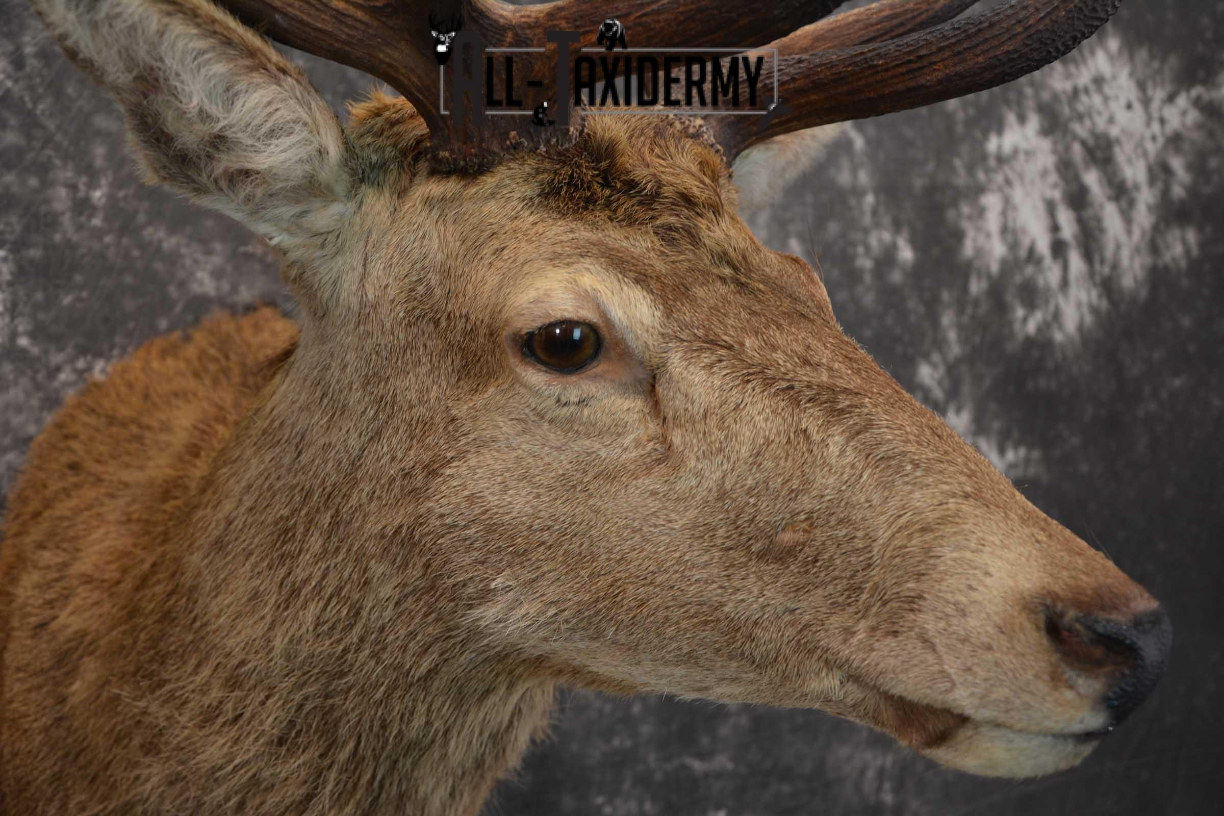 Red Stage Deer Taxidermy Shoulder Mounts SKU 1587 - Image 4