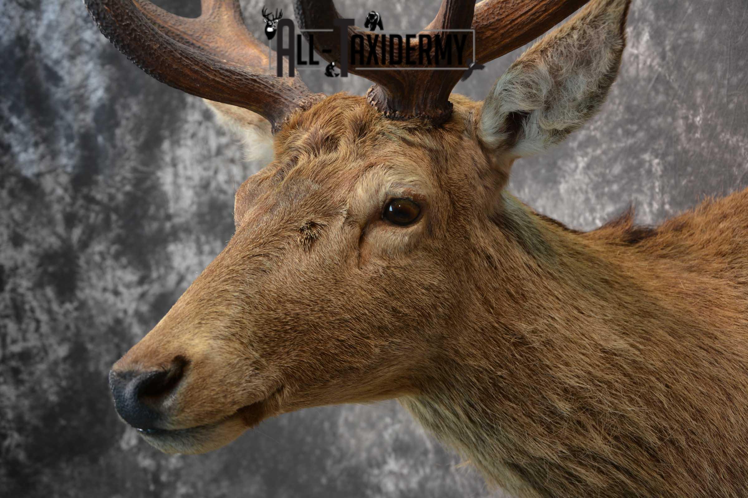 Red Stage Deer Taxidermy Shoulder Mounts SKU 1587 - Image 3