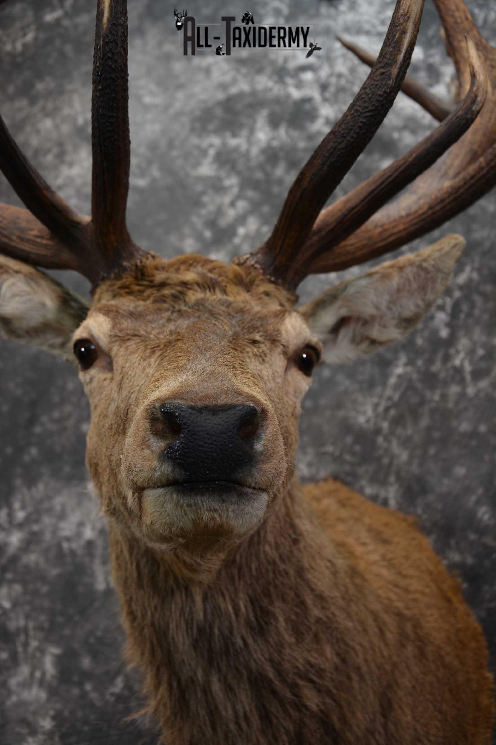 Red Stage Deer Taxidermy Shoulder Mounts SKU 1587 - Image 2