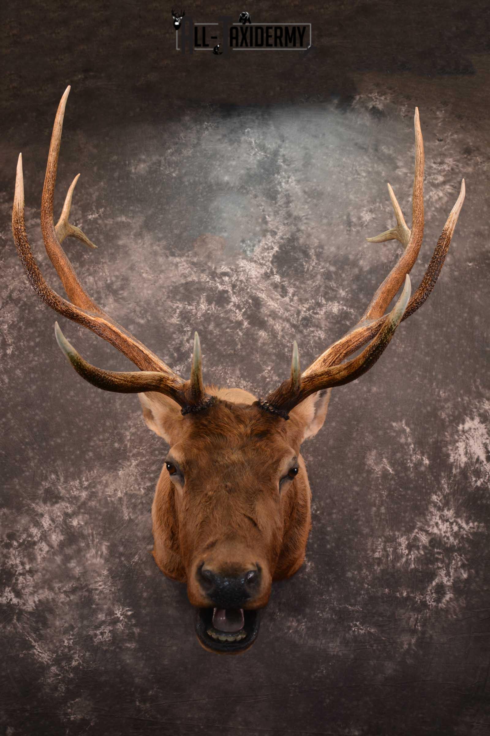 Elk Bugling Taxidermy Mount SKU 1569 - Image 9