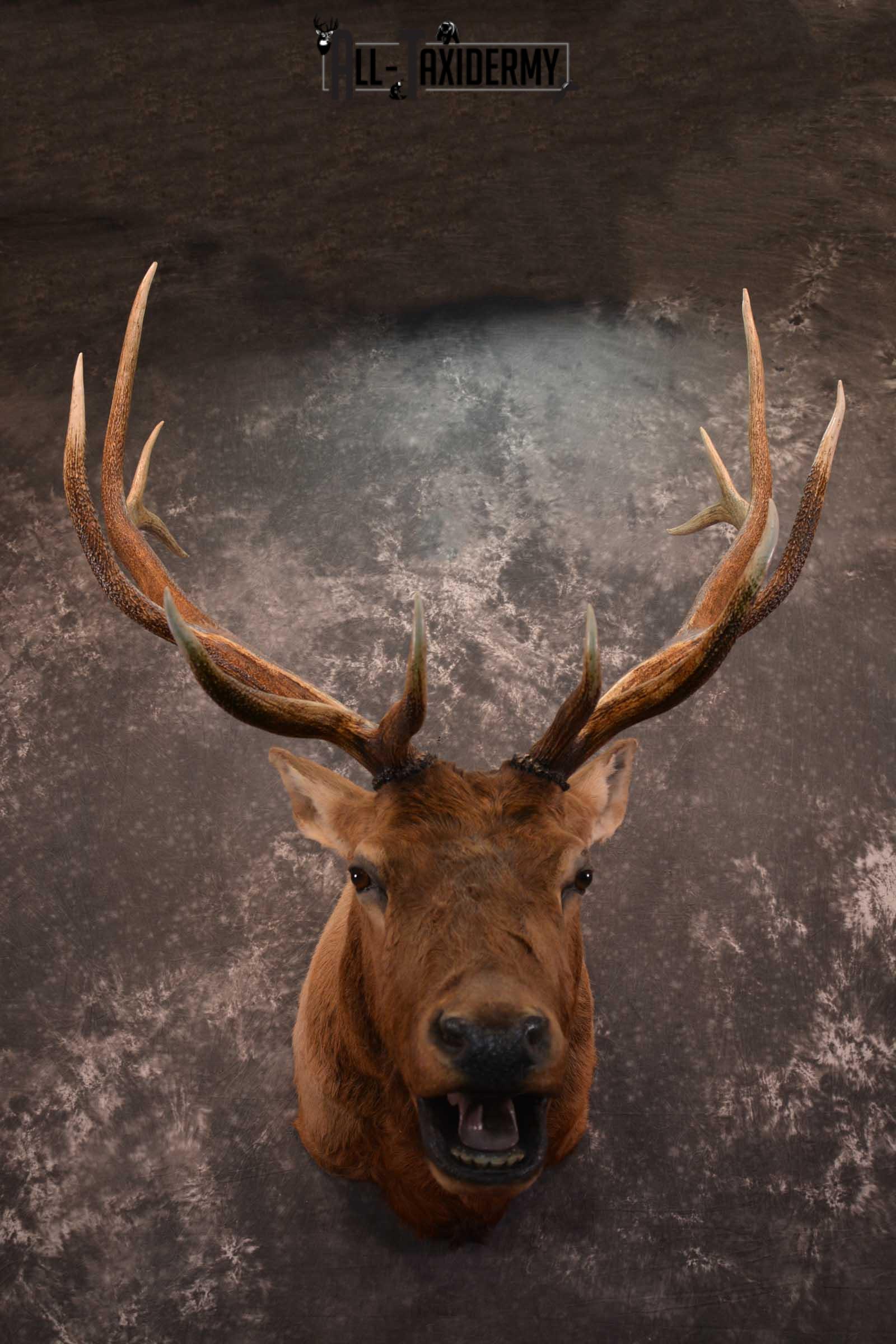 Elk Bugling Taxidermy Mount SKU 1569