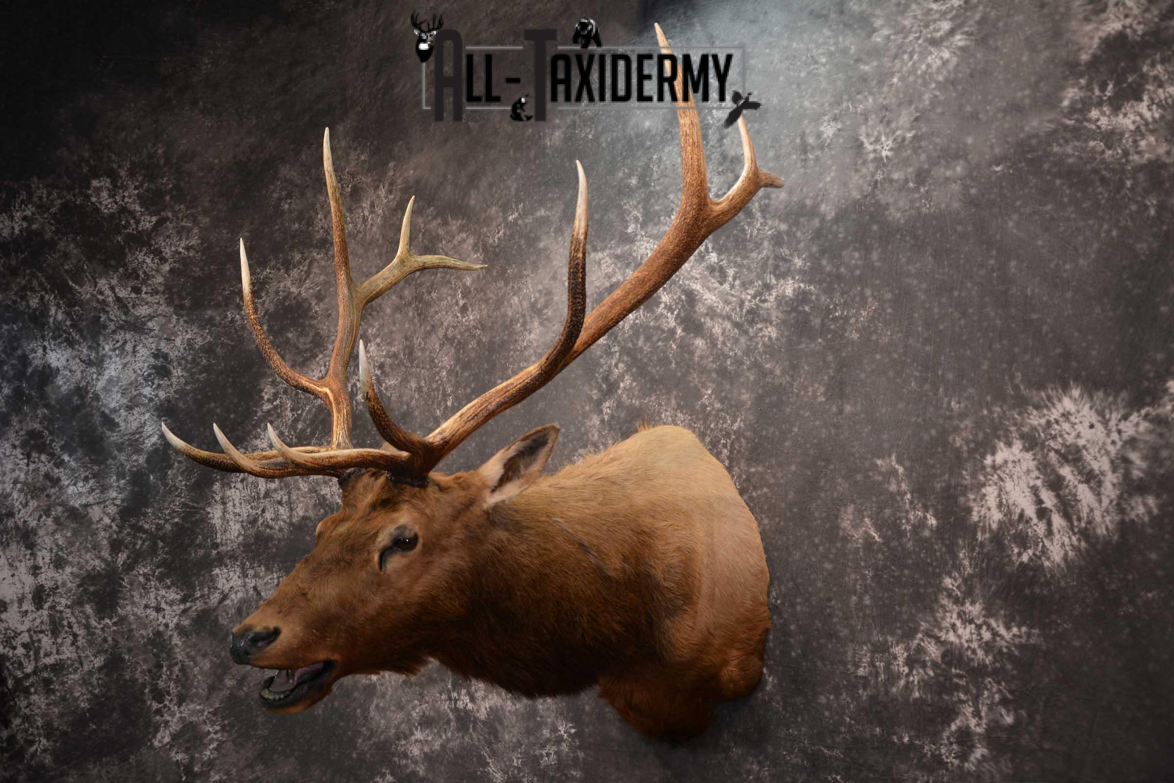 Elk Bugling Taxidermy Mount SKU 1569 - Image 7